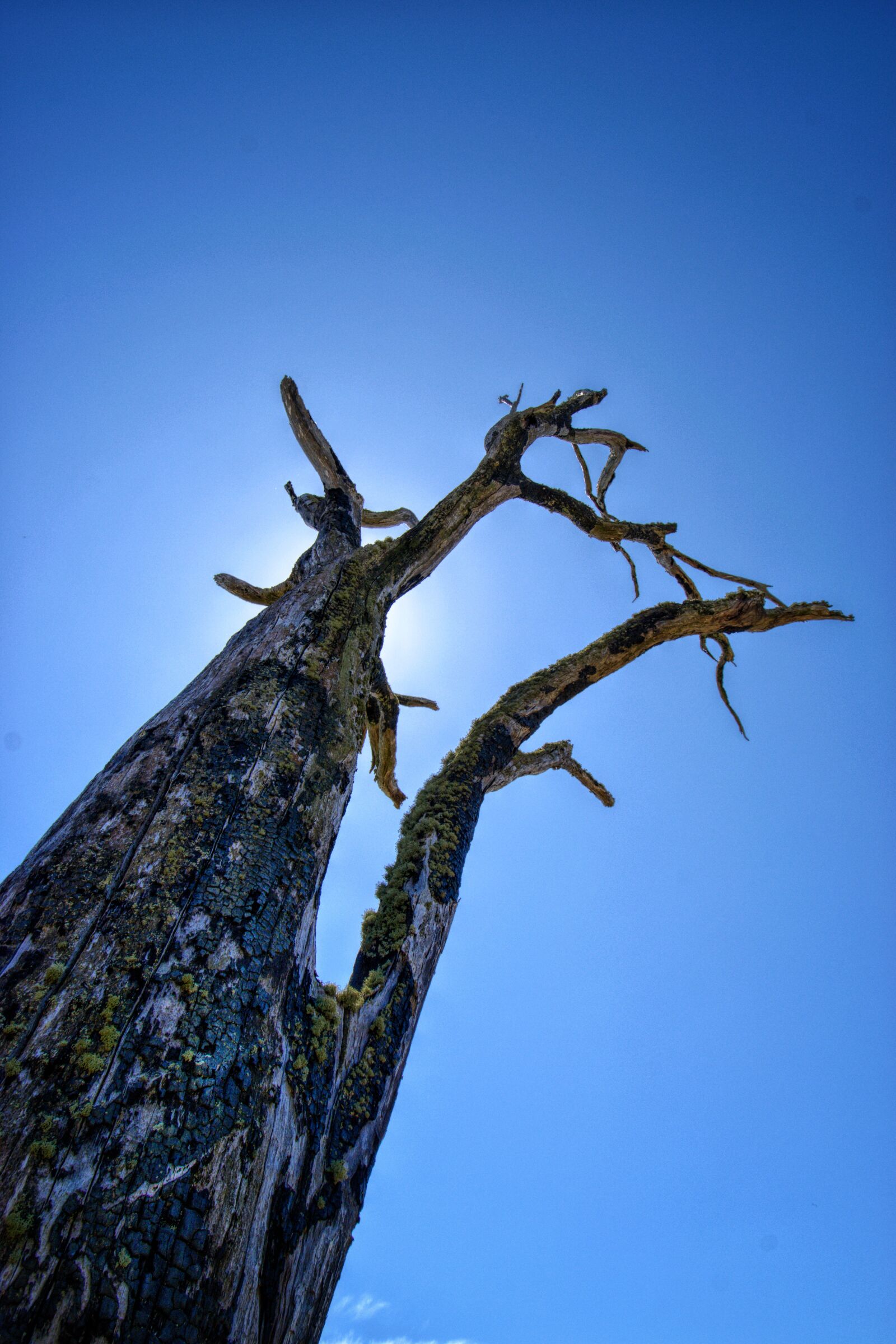 Nikon D3300 sample photo. Tree, sculptural, nature photography