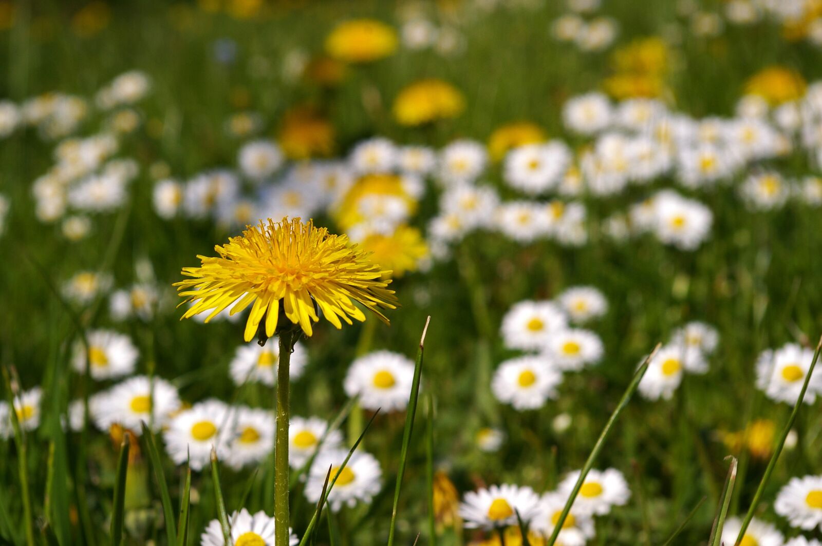 Pentax *ist DL2 sample photo. Spring meadow, meadow, spring photography