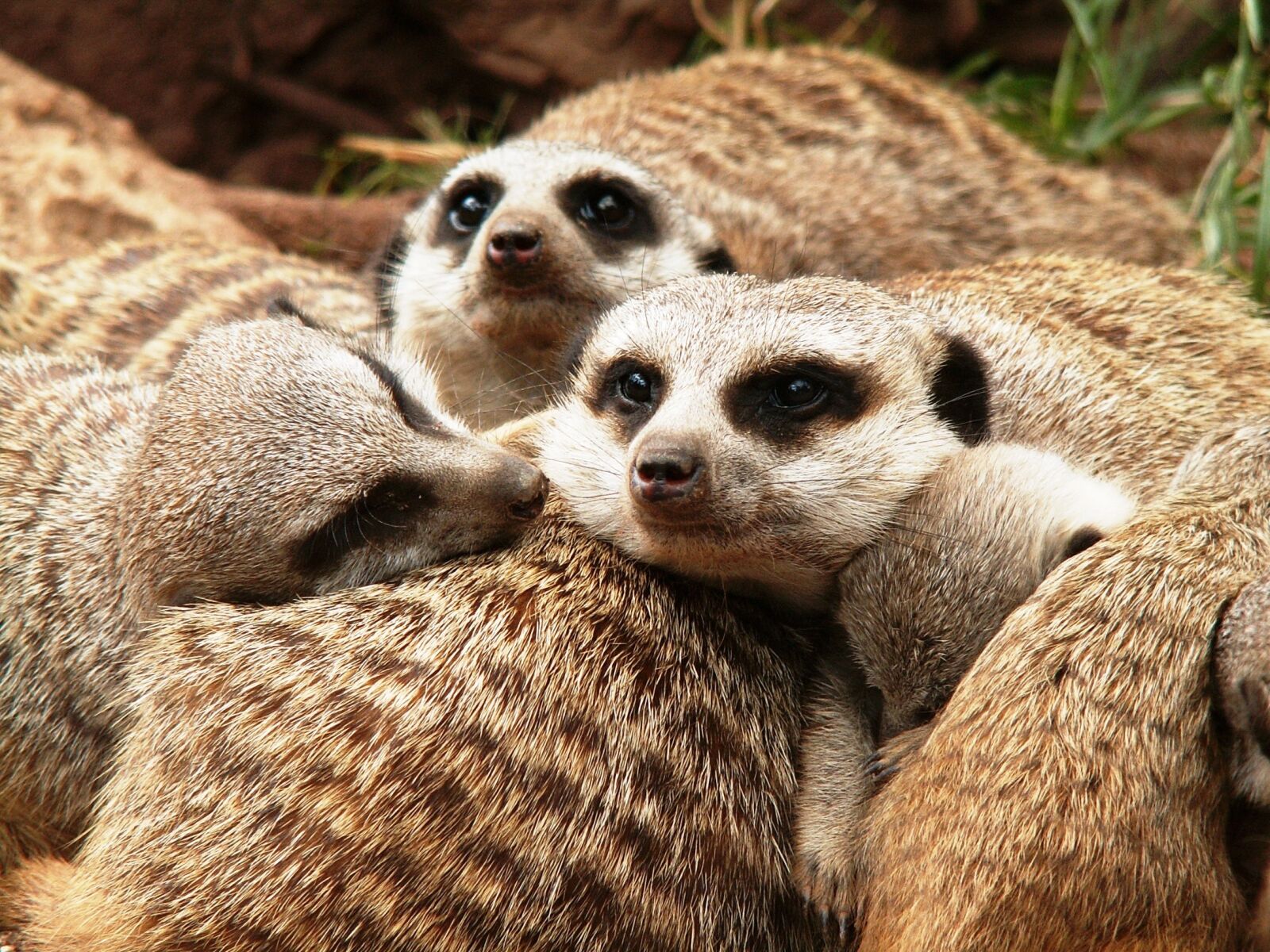 KONICA MINOLTA DiMAGE Z3 sample photo. Animals, meerkat, zoo photography