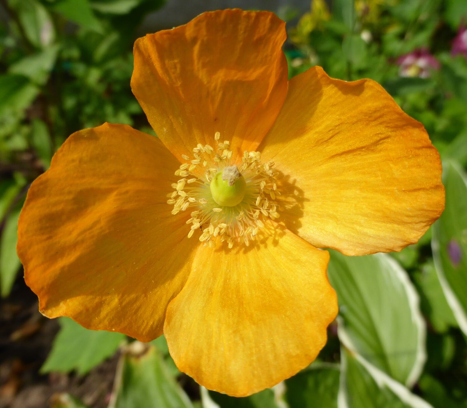 Panasonic Lumix DMC-ZS30 (Lumix DMC-TZ40) sample photo. Poppy, orange, fresh photography