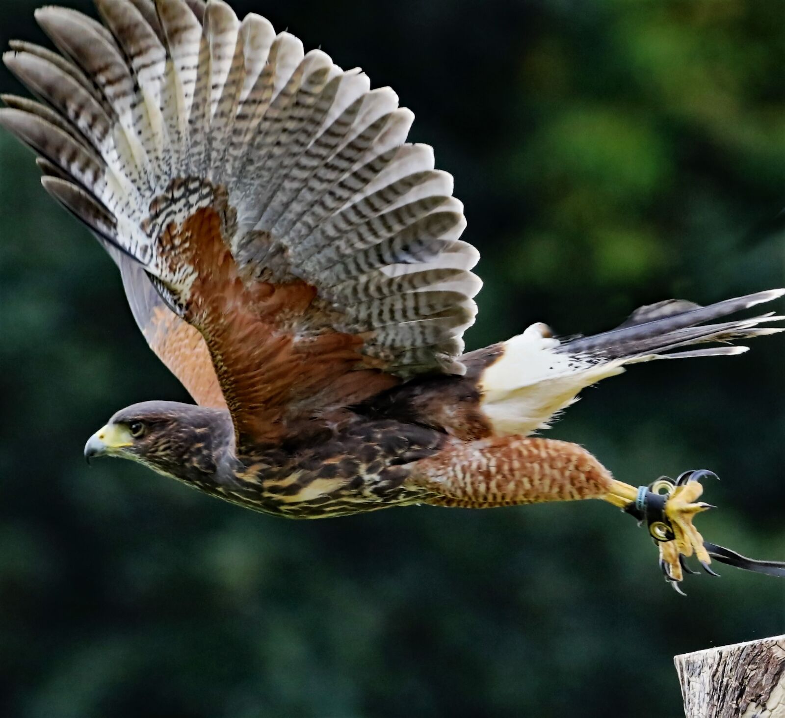 Canon EOS 7D Mark II sample photo. Yellow billed kite, bird photography