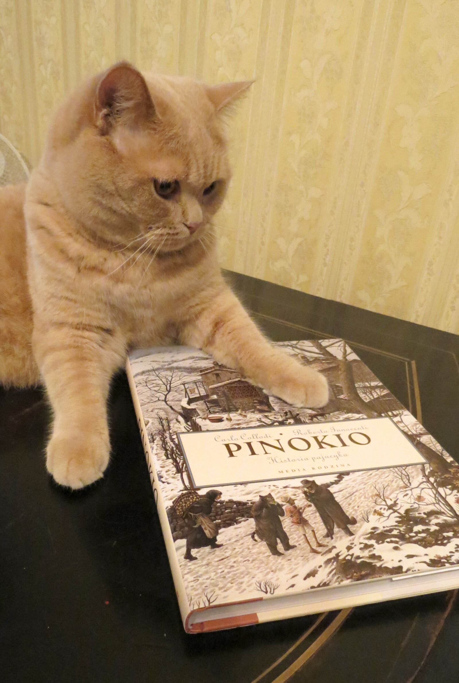 Canon PowerShot SX40 HS sample photo. Cat, pets, funny photography