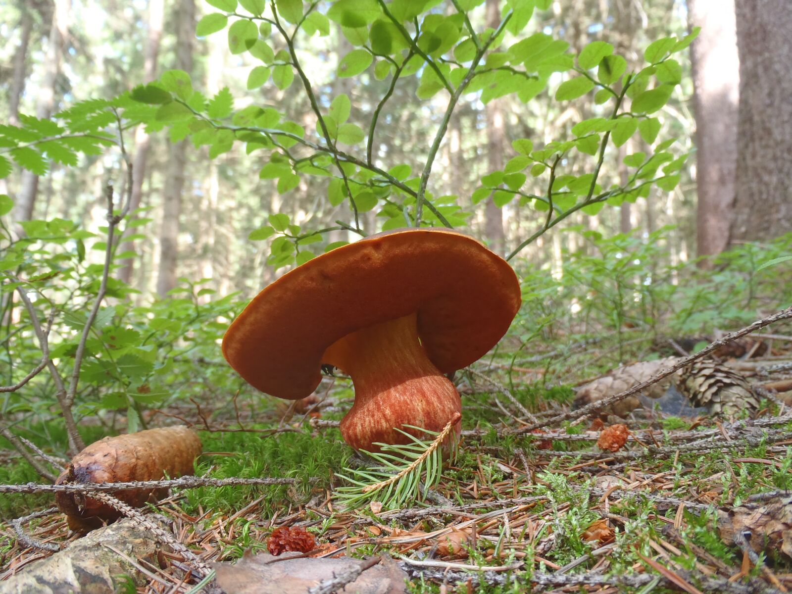 Olympus uTough-8010 sample photo. Fungus, boletus, mushroom picking photography