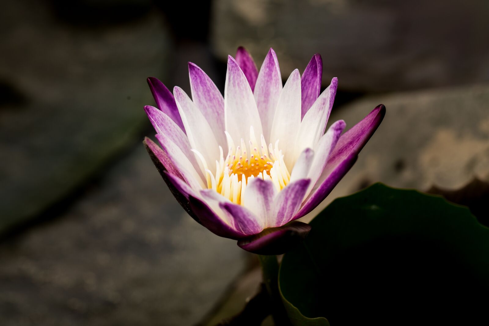 Canon EF 100mm F2.8L Macro IS USM sample photo. Water lily, nuphar lutea photography