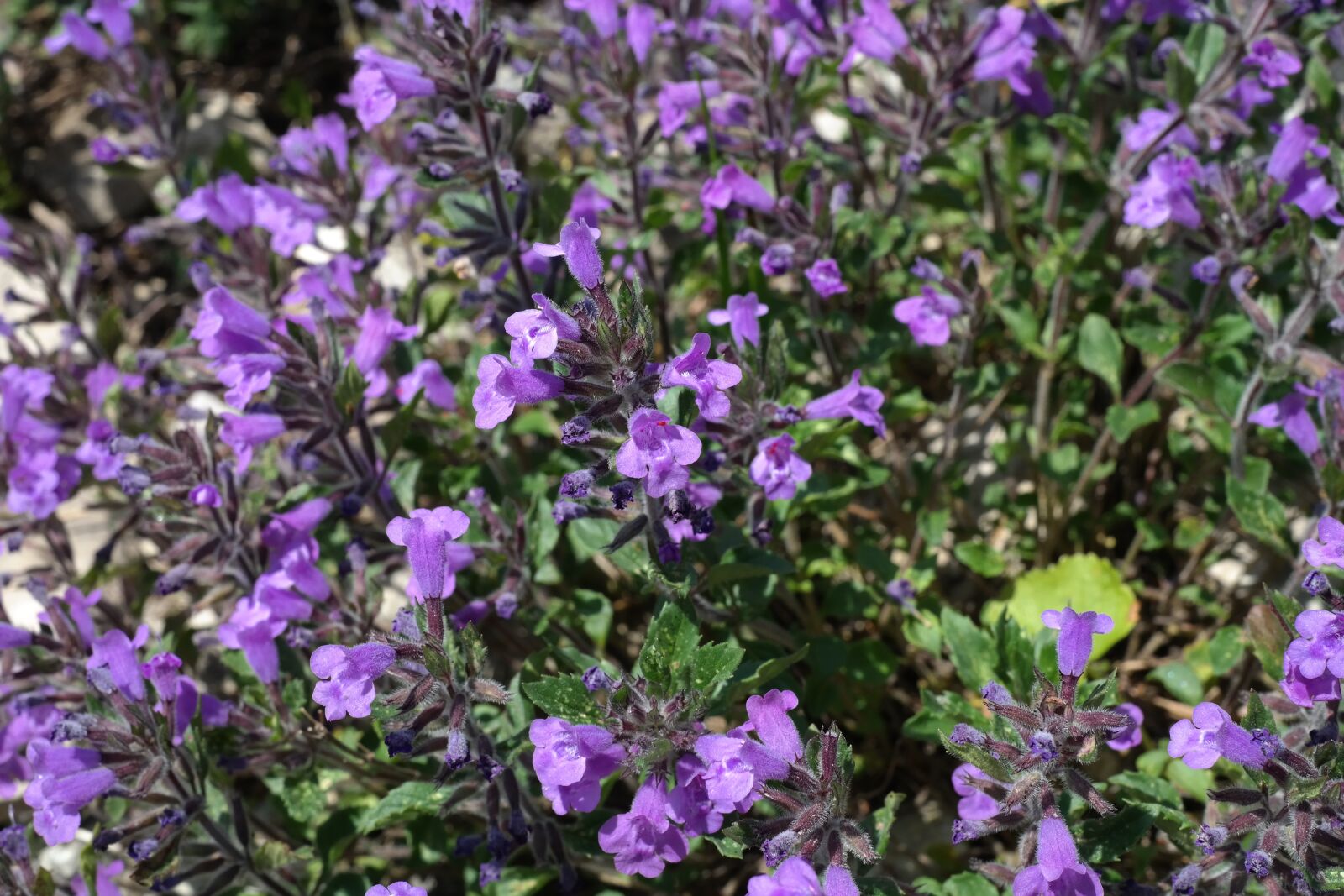 Samsung NX300 sample photo. Acinos alpinus, flower, blossom photography