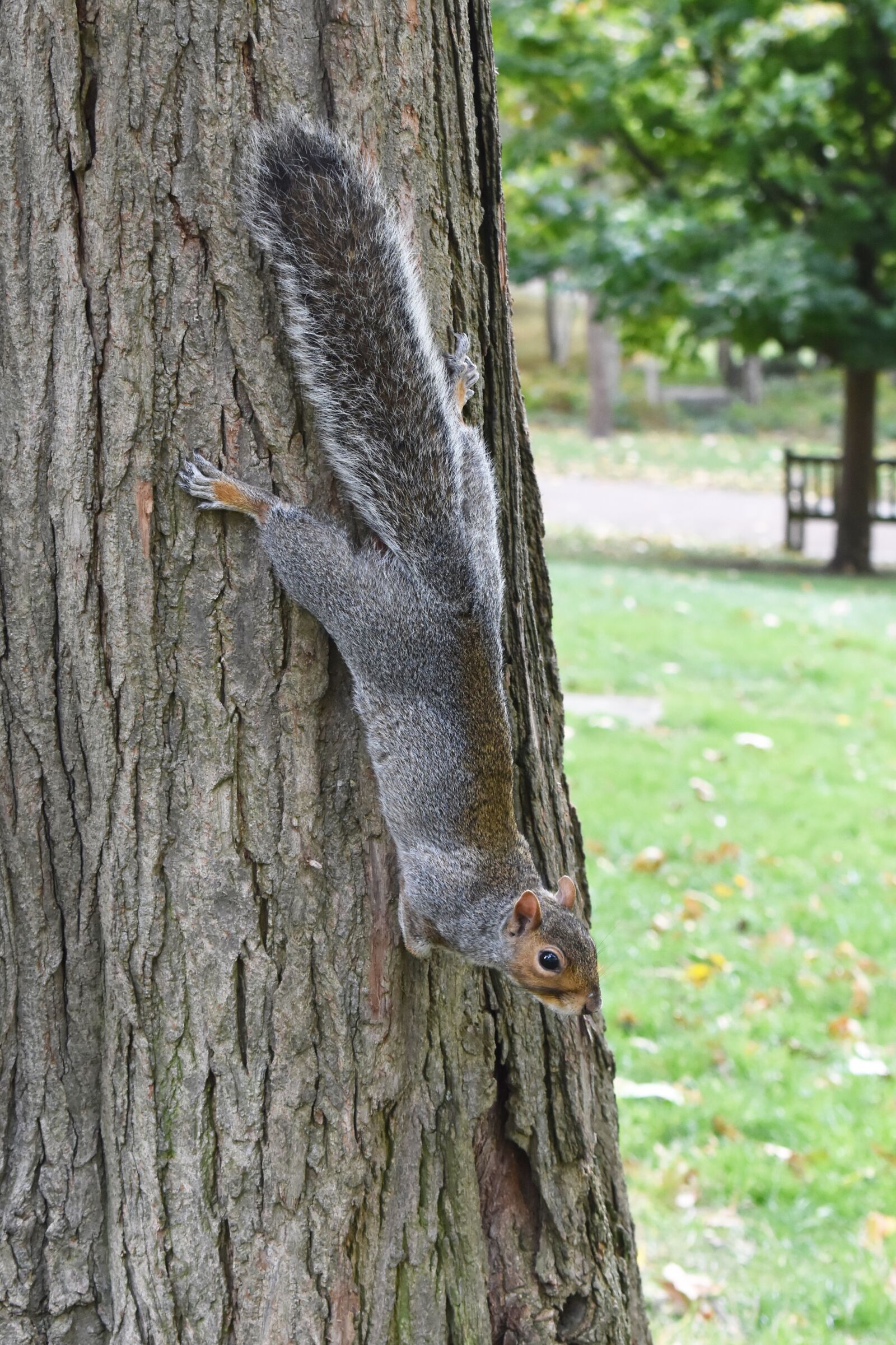 Nikon D7200 sample photo. Squirrel, tree, animals photography