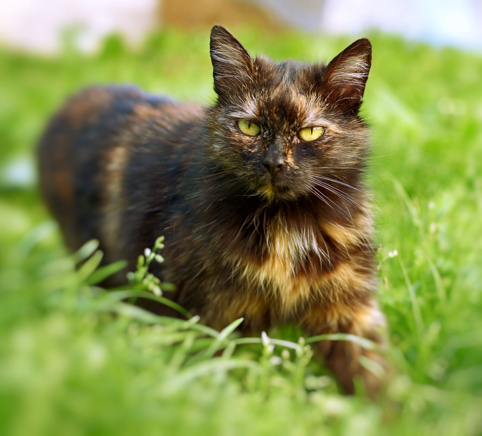 Nikon D5100 sample photo. Animal, domestic cat, fur photography