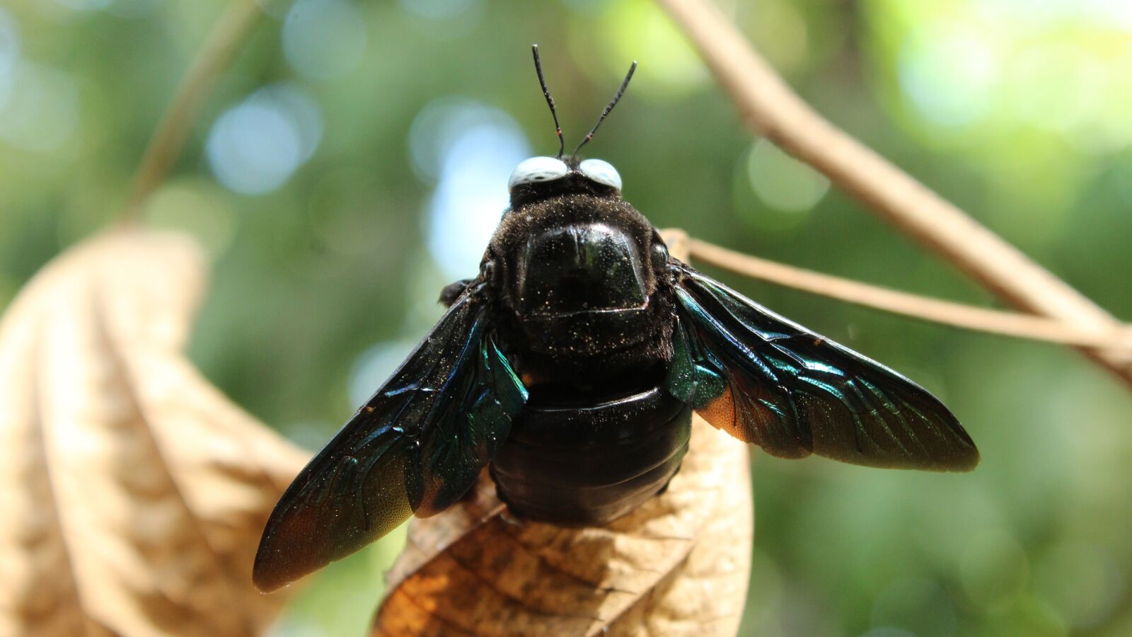 Canon EOS 1300D (EOS Rebel T6 / EOS Kiss X80) sample photo. Insect, wing, nature photography