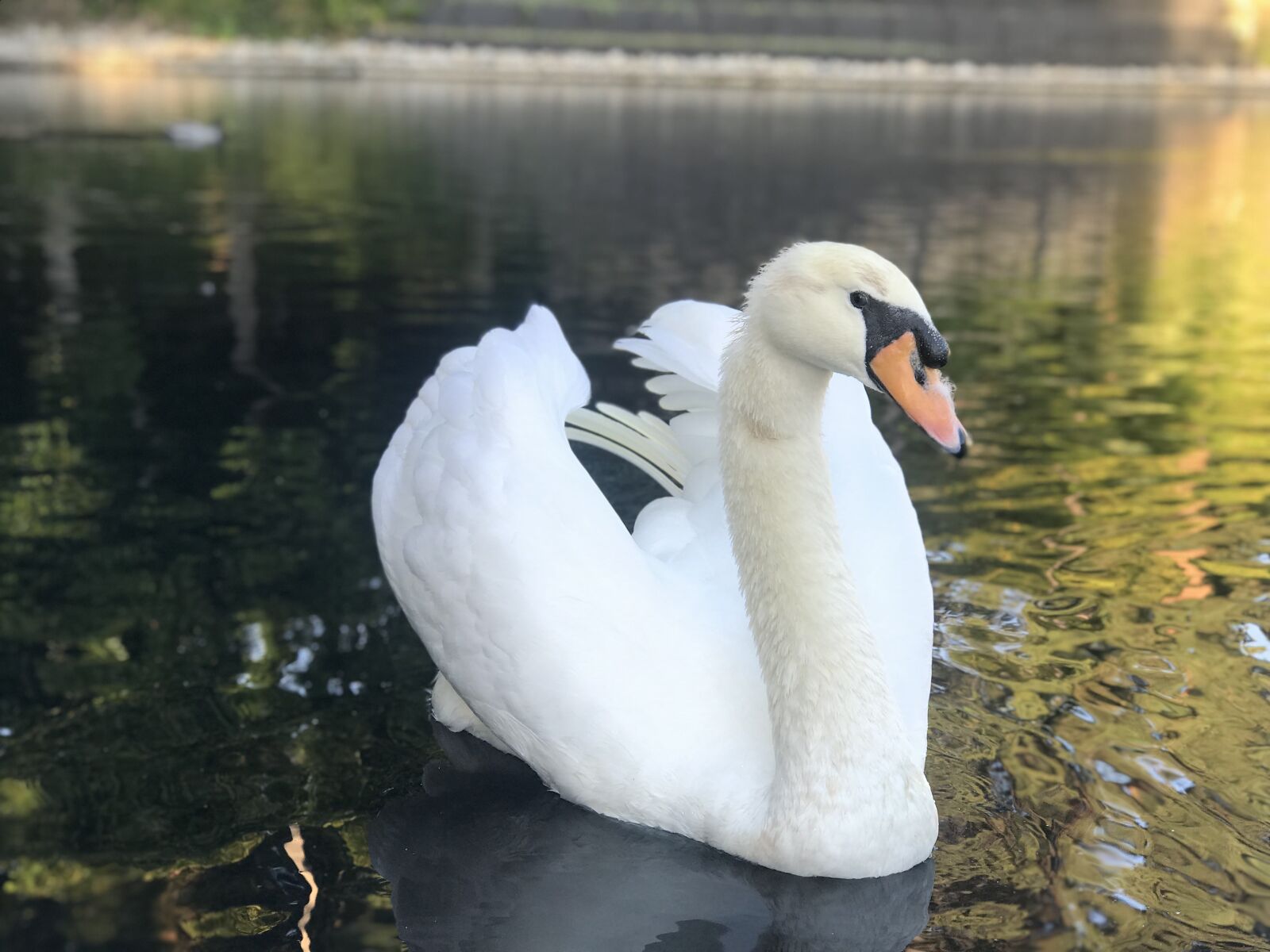 Apple iPhone 7 Plus sample photo. Swan, lake, water photography