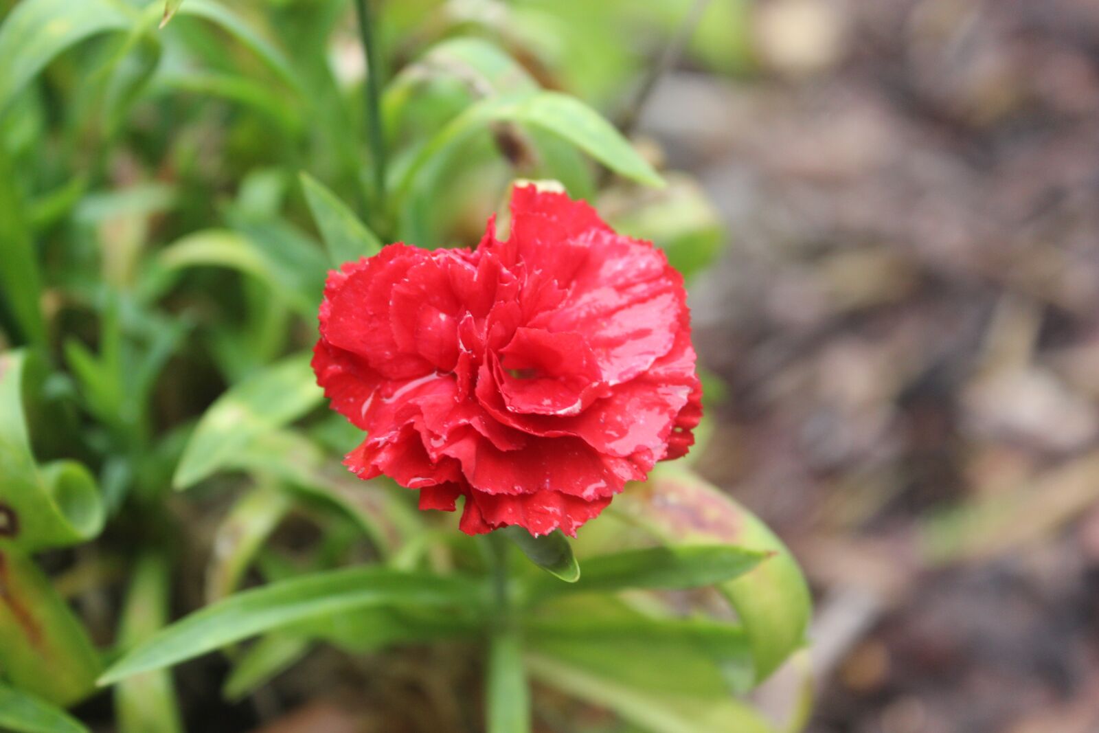 Canon EOS 600D (Rebel EOS T3i / EOS Kiss X5) sample photo. Flower, red, nature photography