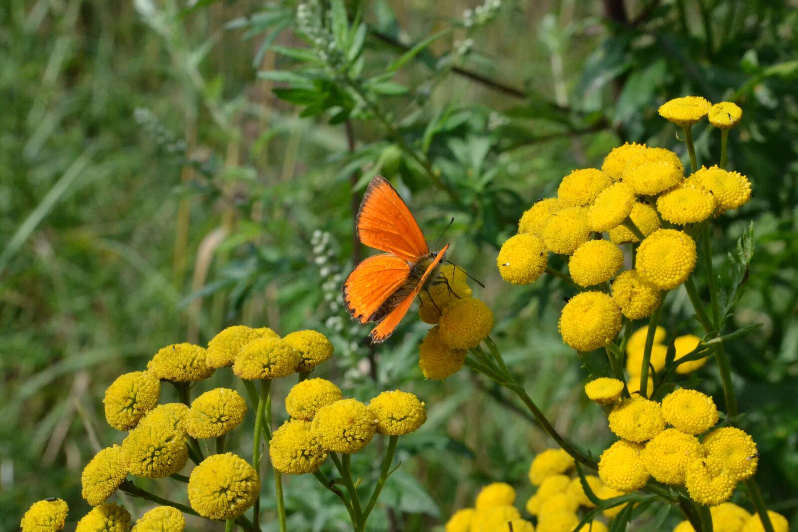 Nikon D3100 sample photo. Butterfly, summer, nature photography