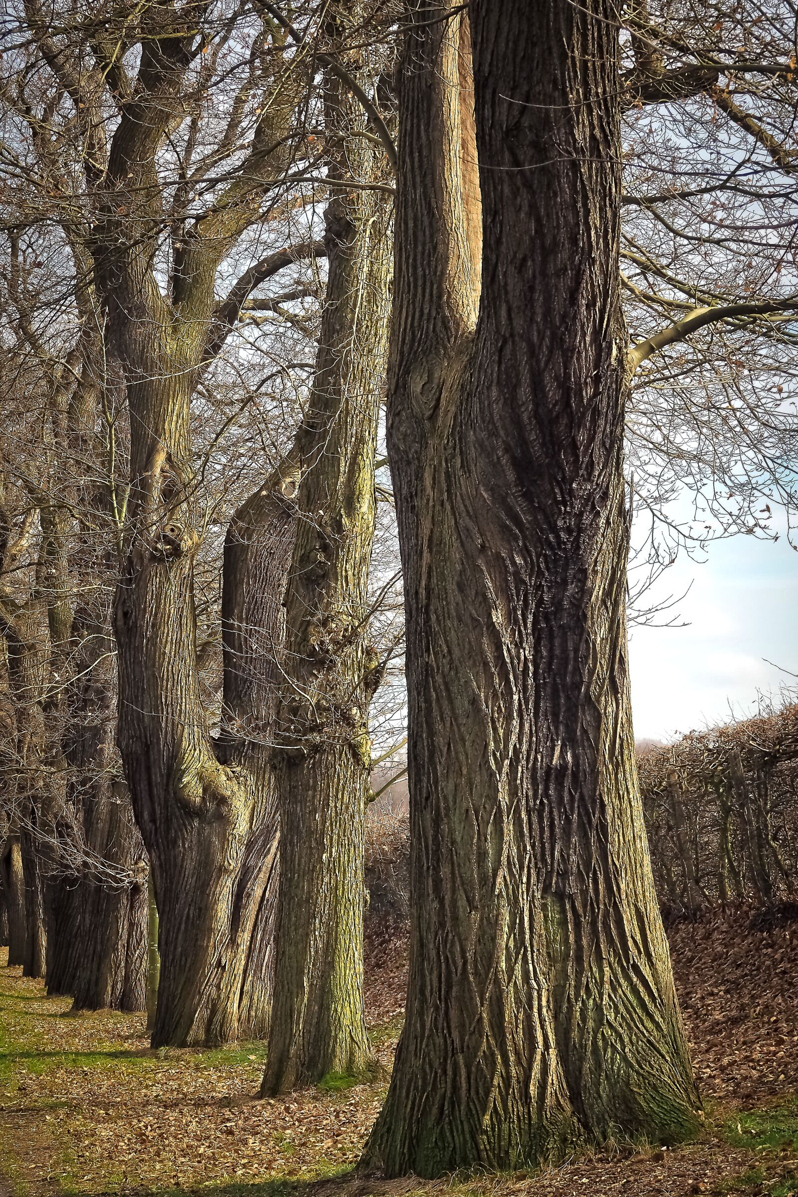 Olympus OM-D E-M10 sample photo. Trees, old, old tree photography