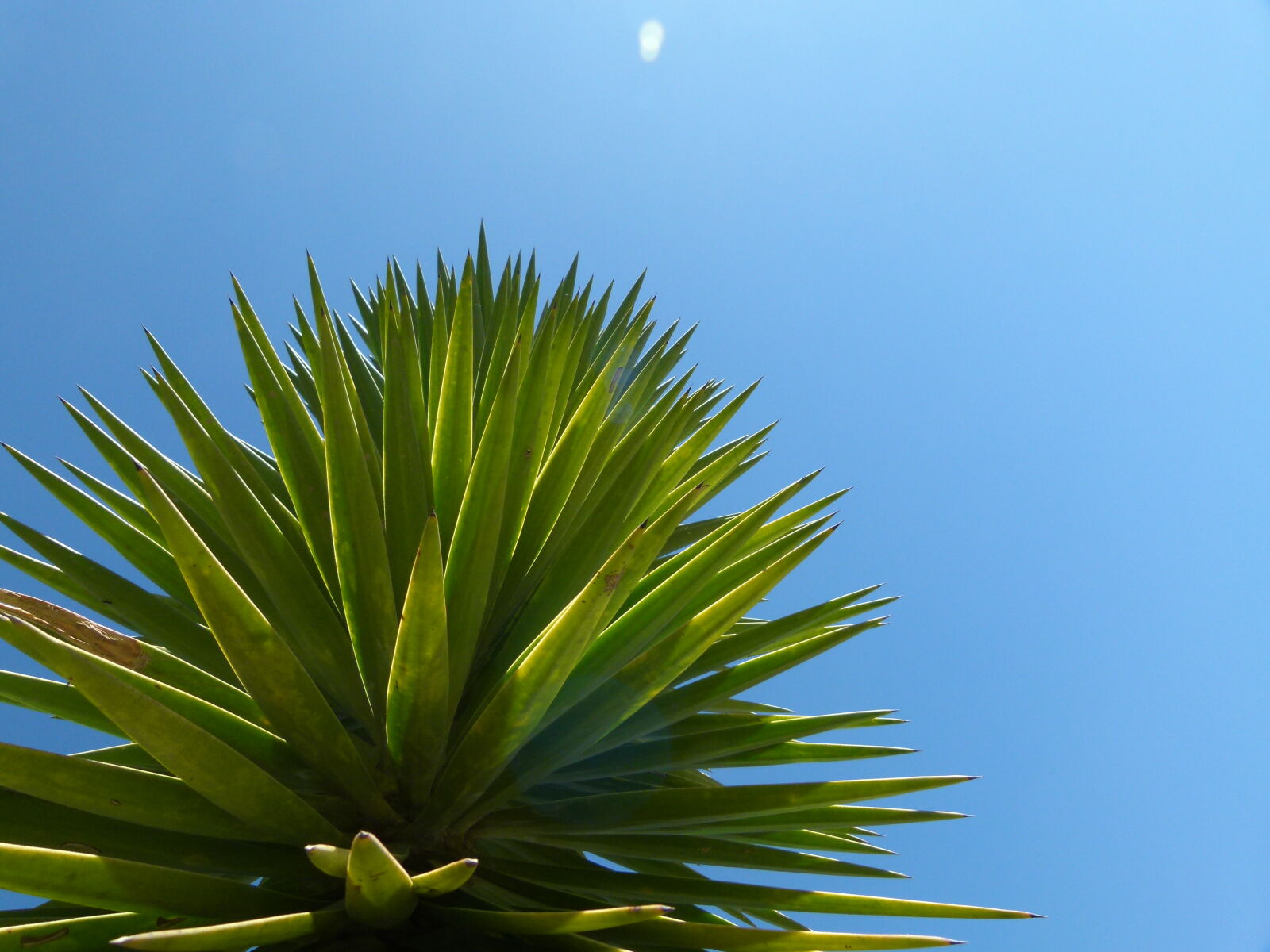Panasonic Lumix DMC-FZ100 sample photo. Blue, sky, green, plant photography