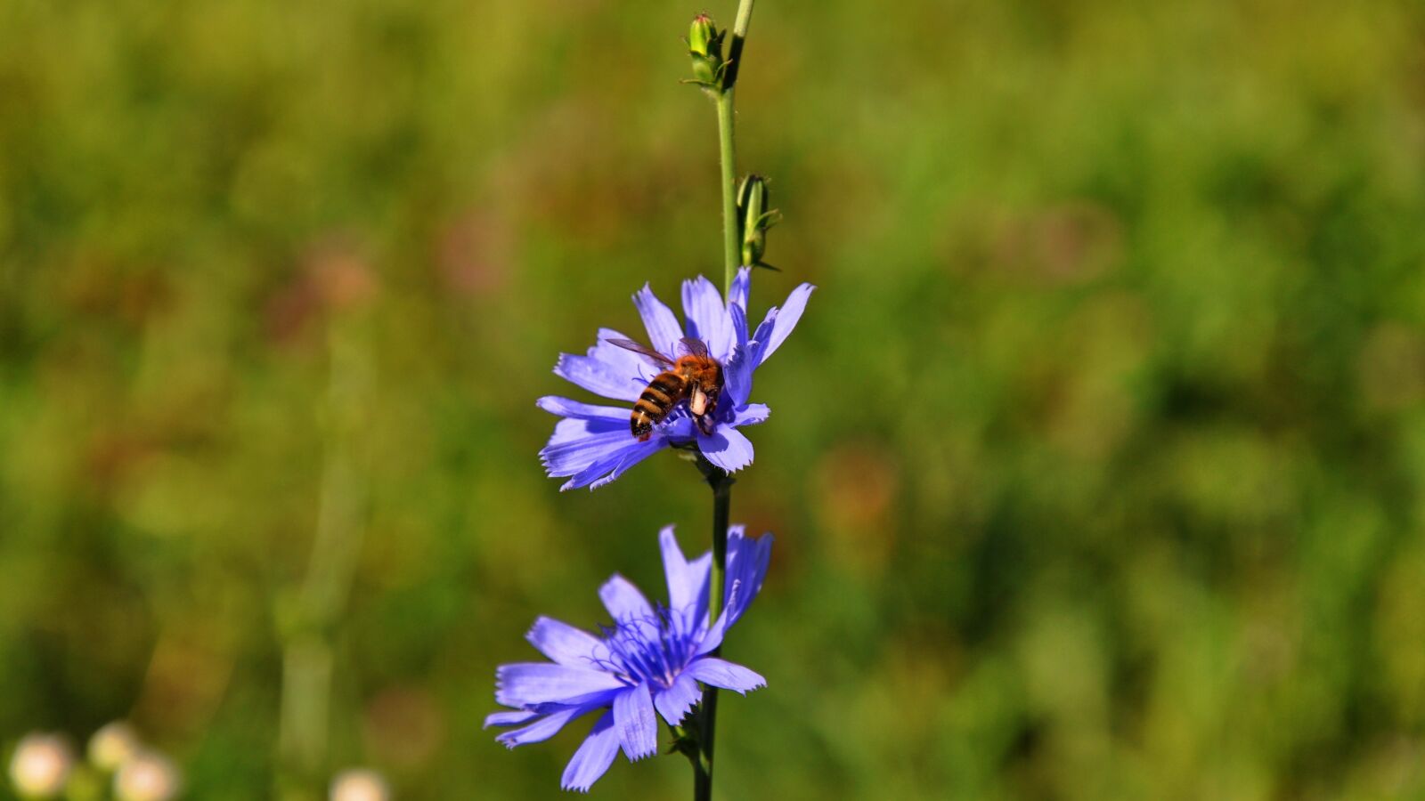 Nikon D90 sample photo. Spring, meadow, sunshine photography