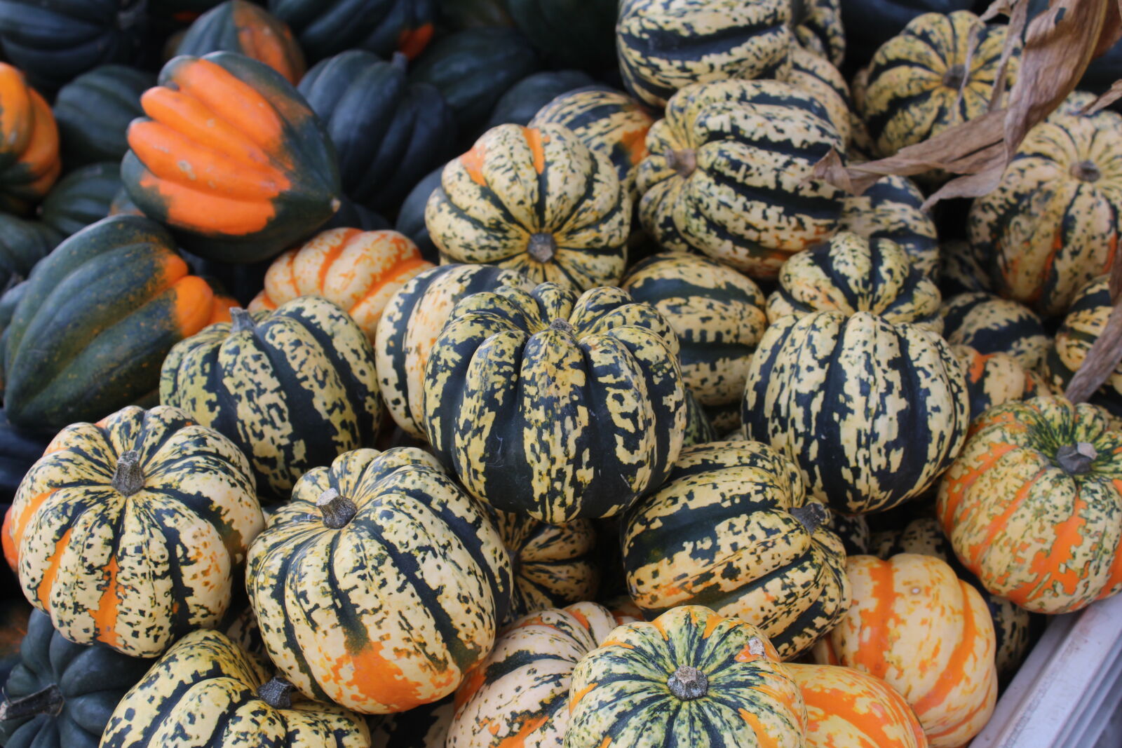 Canon EOS 1200D (EOS Rebel T5 / EOS Kiss X70 / EOS Hi) sample photo. Autumn, fall, pumpkin photography