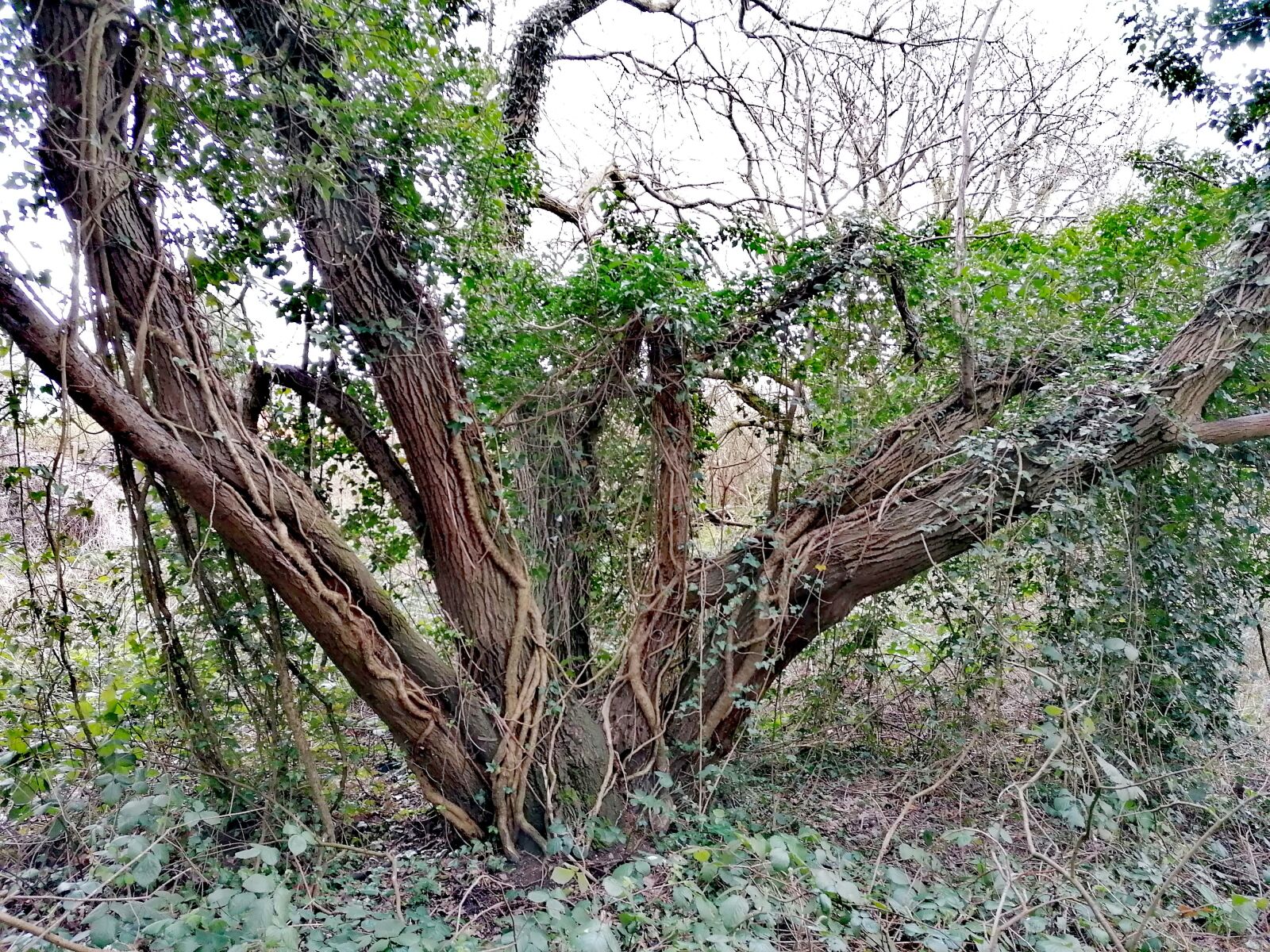 HUAWEI P30 LITE sample photo. Woodland, fairy, green photography