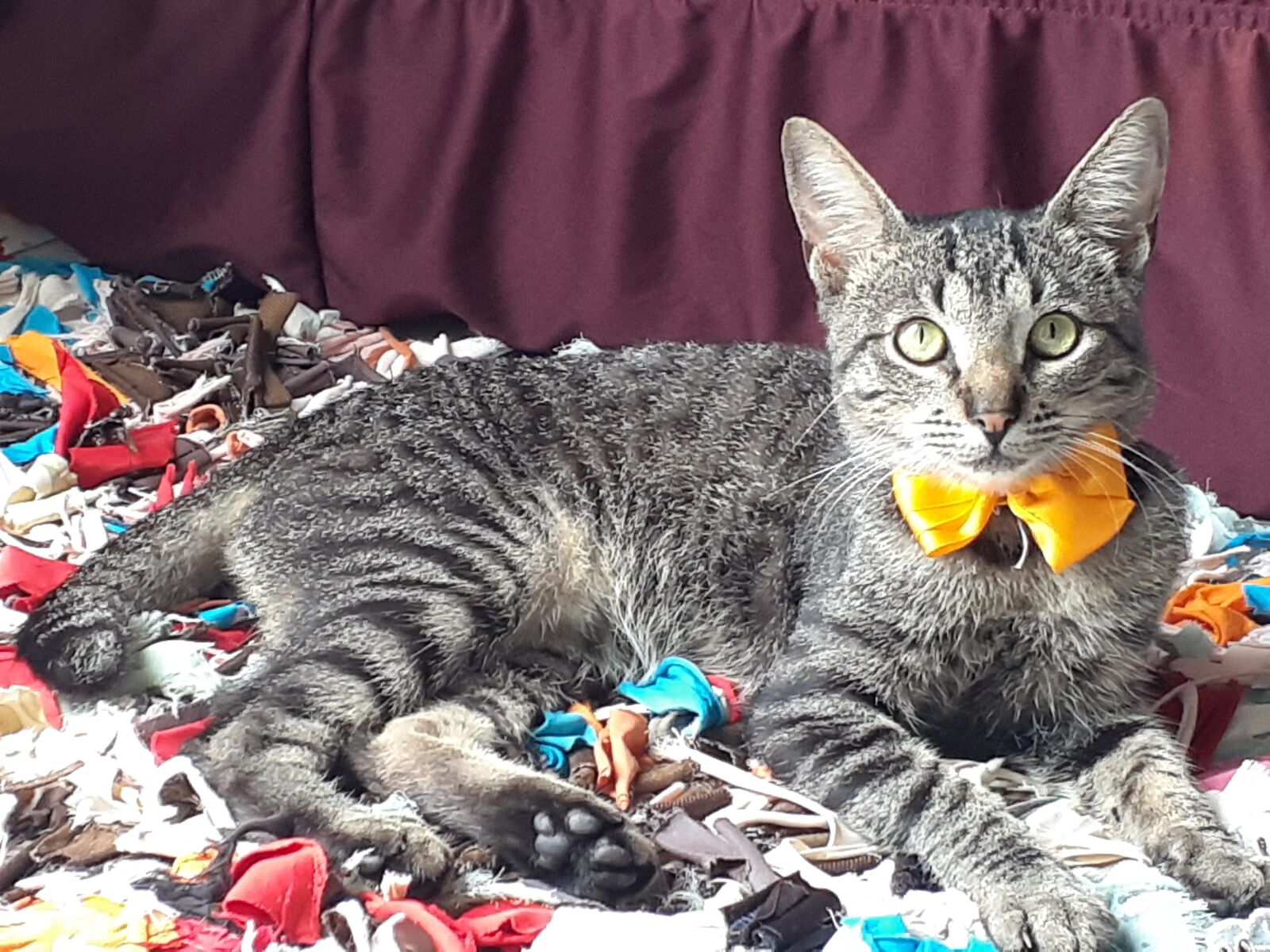 Samsung Galaxy A20 sample photo. Jubilee, cat, undefined race photography