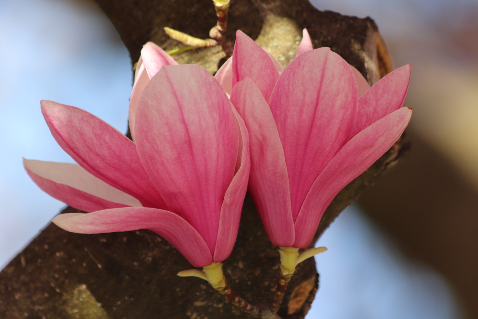 Canon EOS 200D (EOS Rebel SL2 / EOS Kiss X9) sample photo. Pink magnolia, spring, flowers photography