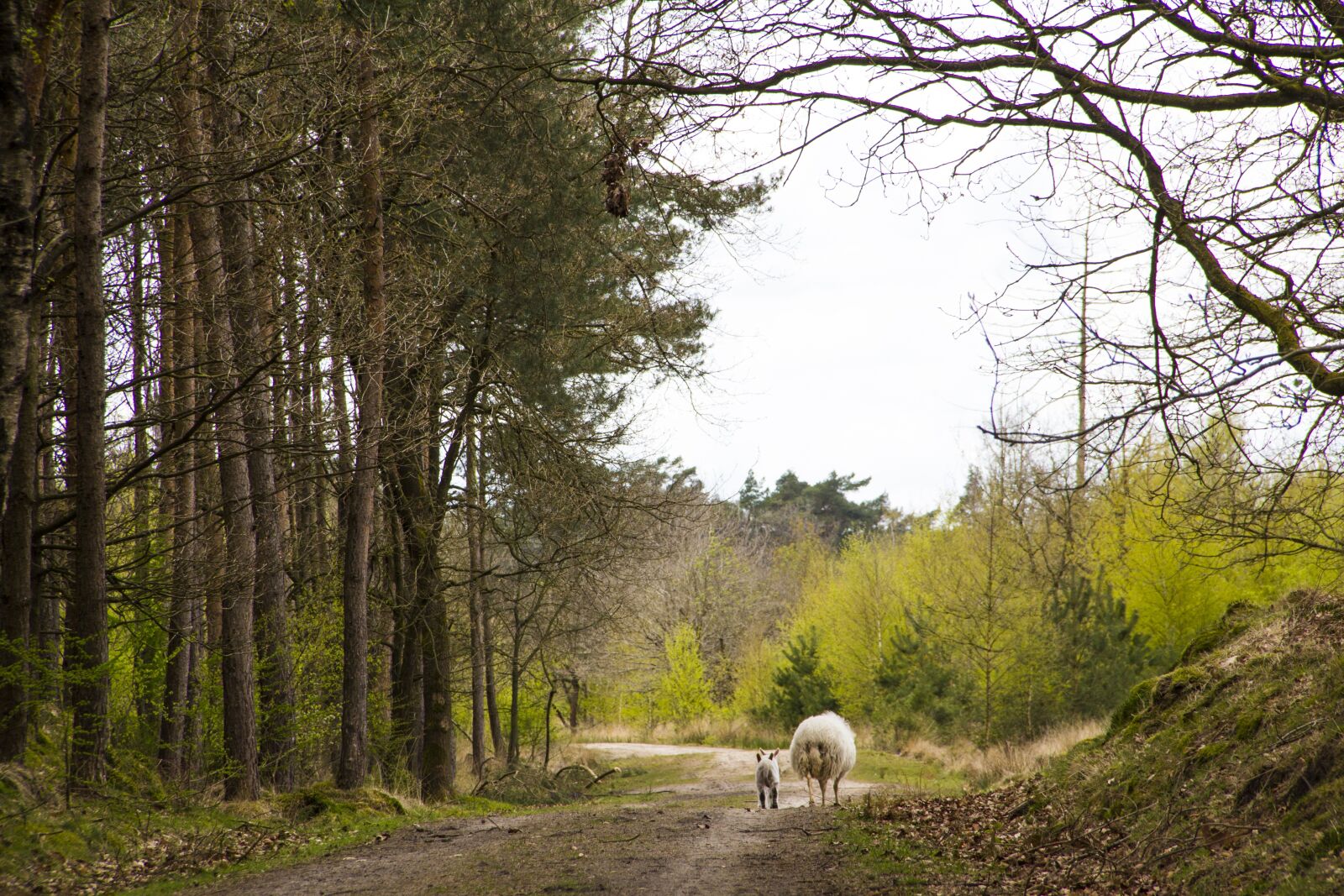 Canon EF-S 18-135mm F3.5-5.6 IS sample photo. Forest, sheep, lamb photography