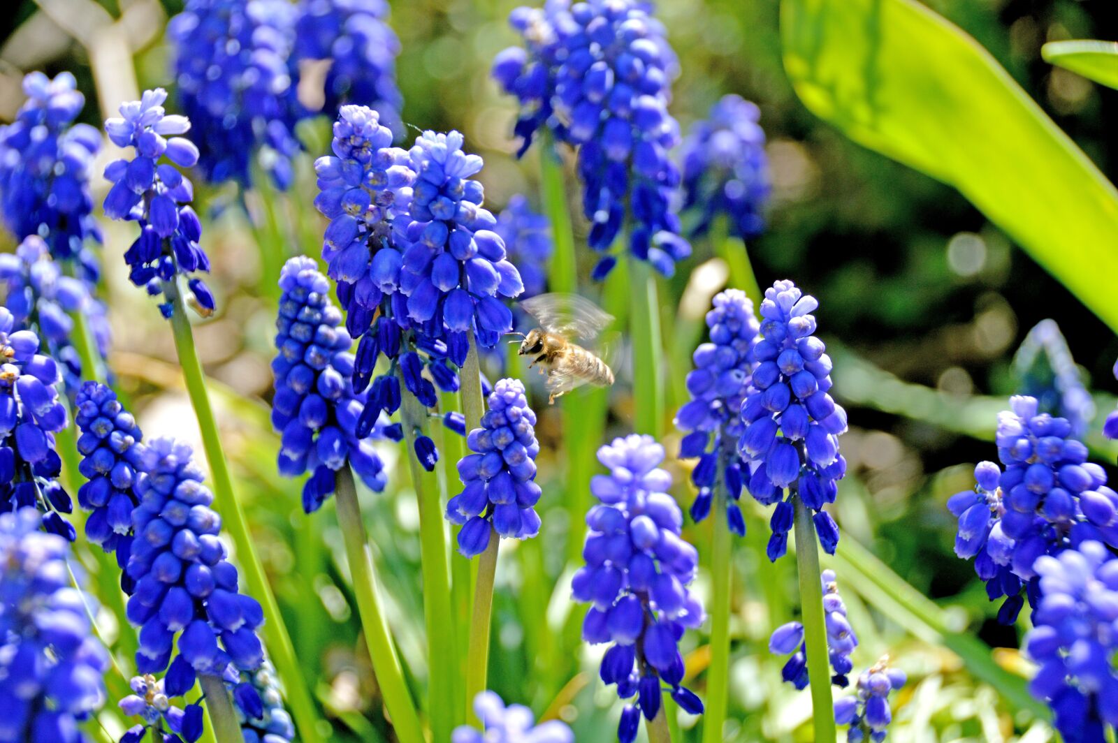 Nikon D3200 sample photo. Hyazinthe, biene, frühling photography
