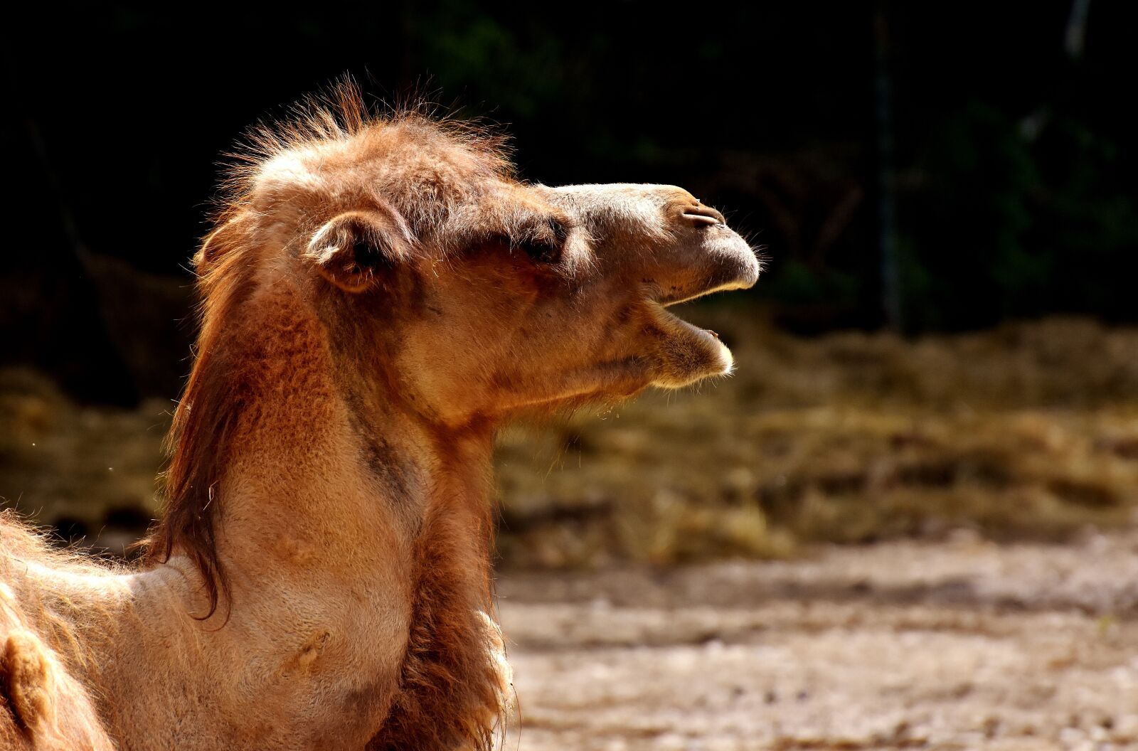 Nikon D7200 sample photo. Camel, zoo, face photography