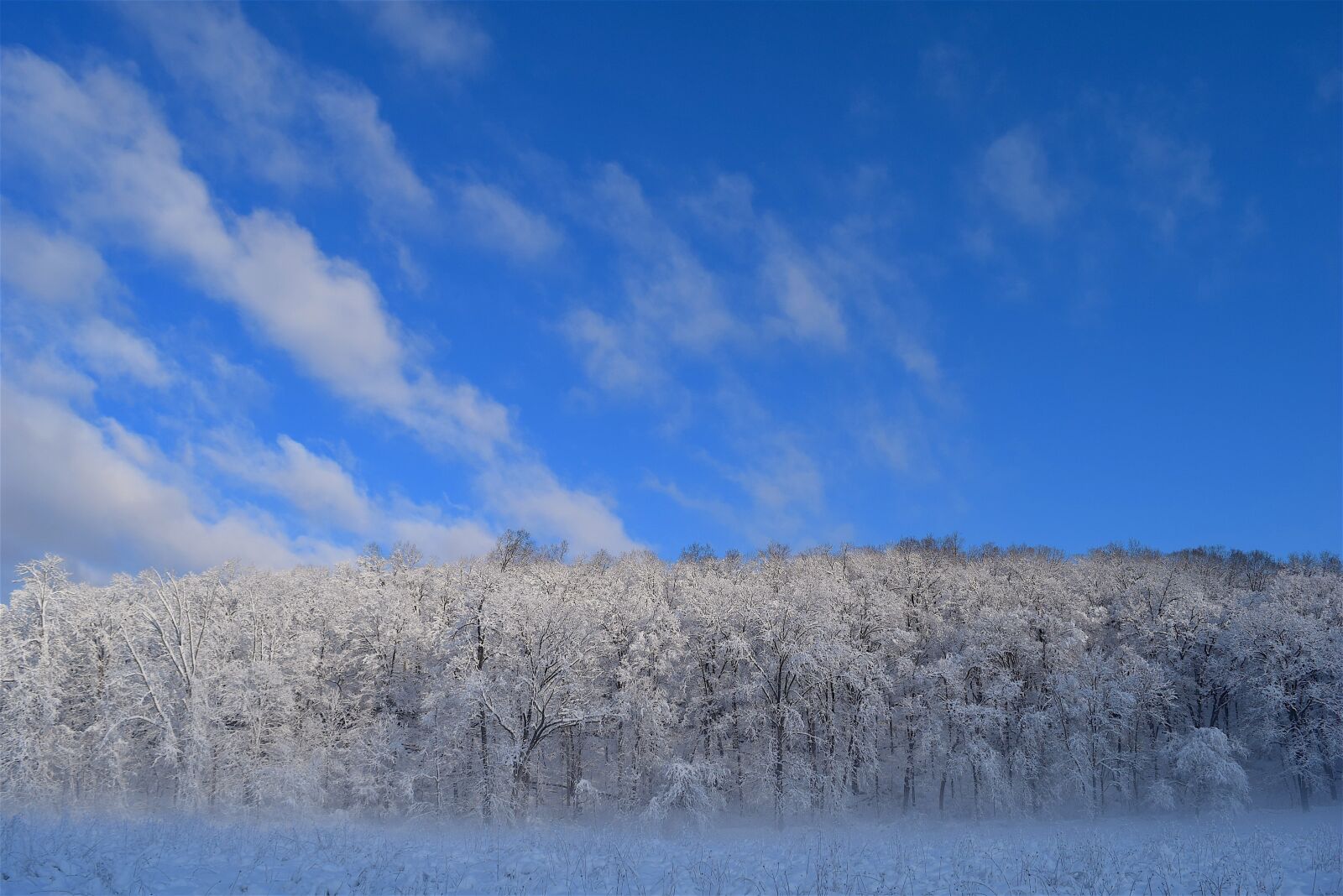 Nikon D3300 sample photo. Snow, trees, winter photography