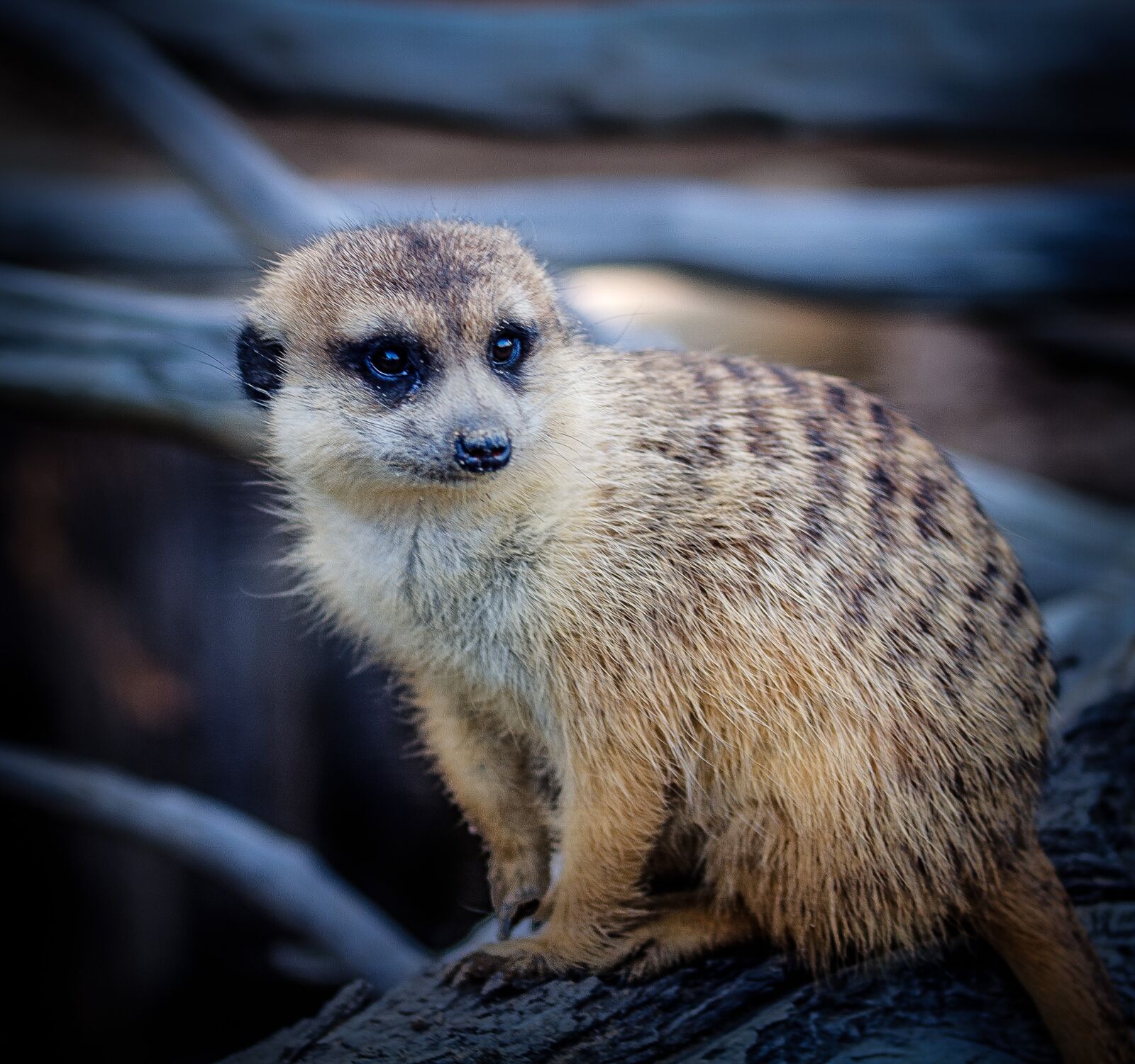Nikon D7000 sample photo. Meerkat, striped mongoose, suricate photography