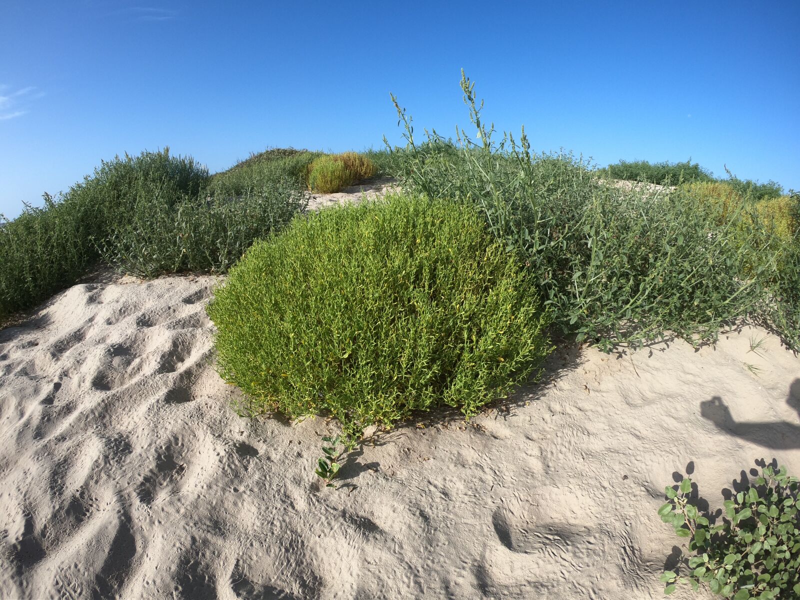 GoPro Hero6 Black sample photo. Sand dune, south padre photography