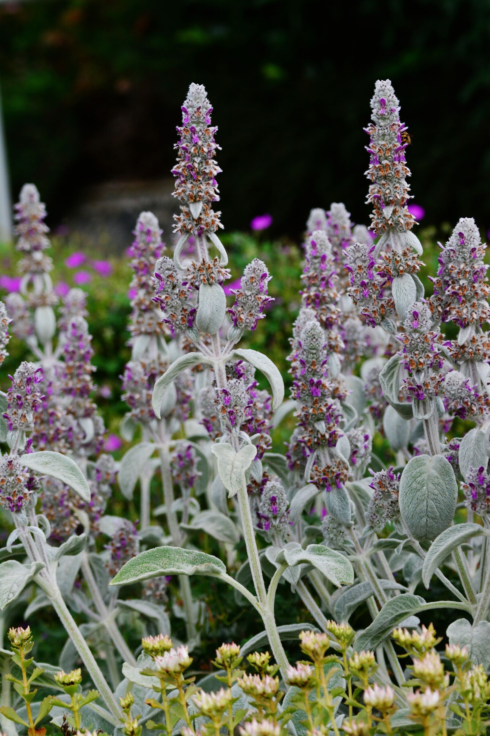 Nikon D5200 sample photo. Sage, herbs, garden photography