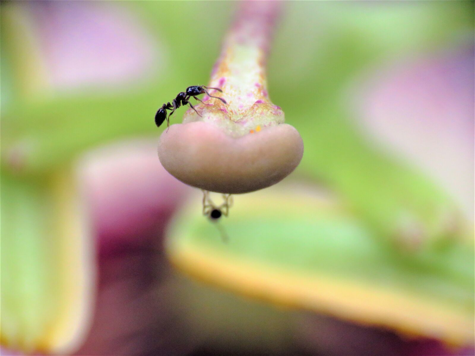 Canon PowerShot SX60 HS sample photo. Insect, ant, tiny photography