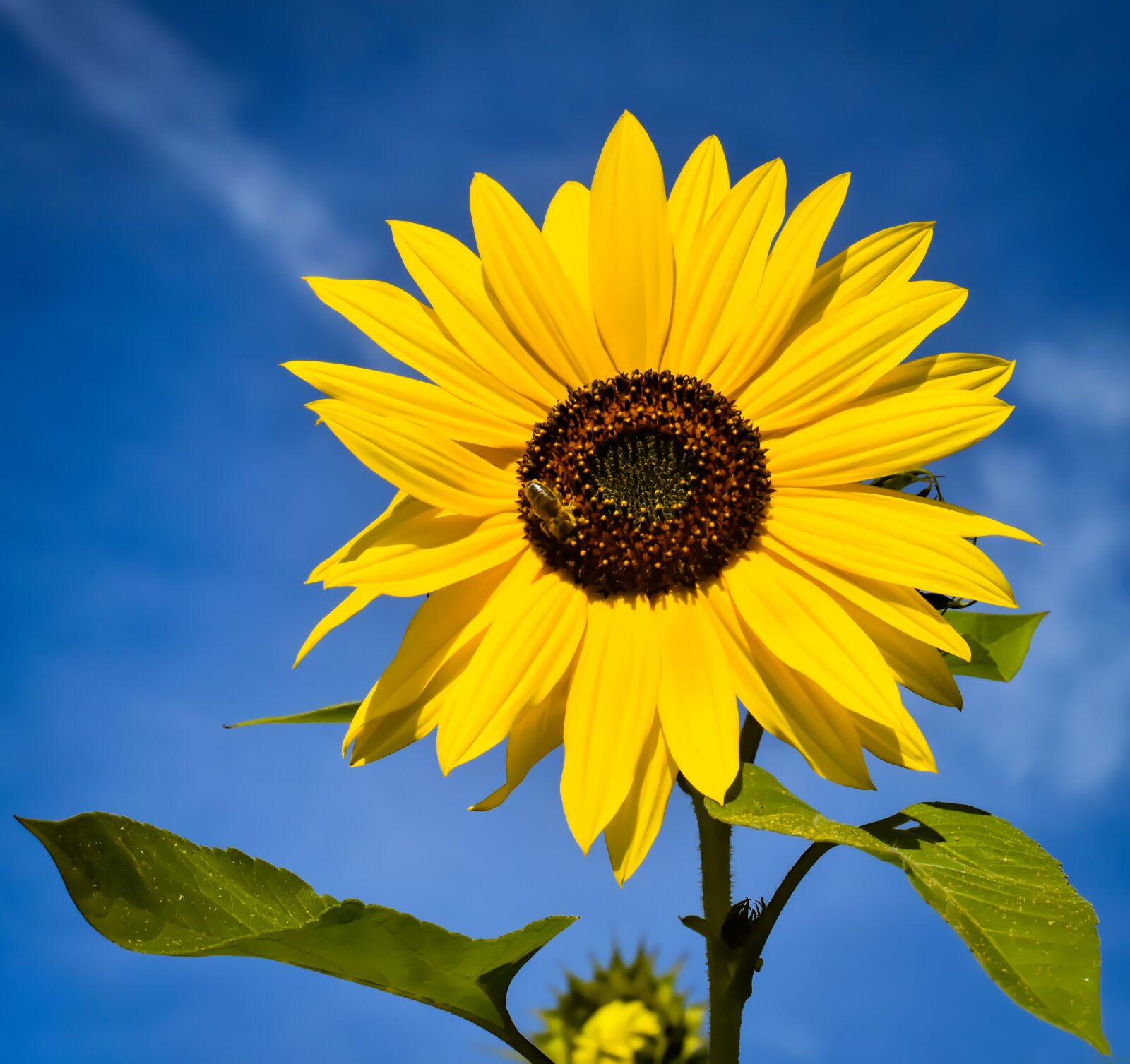 Nikon D7200 sample photo. Sunflower, summer, garden photography