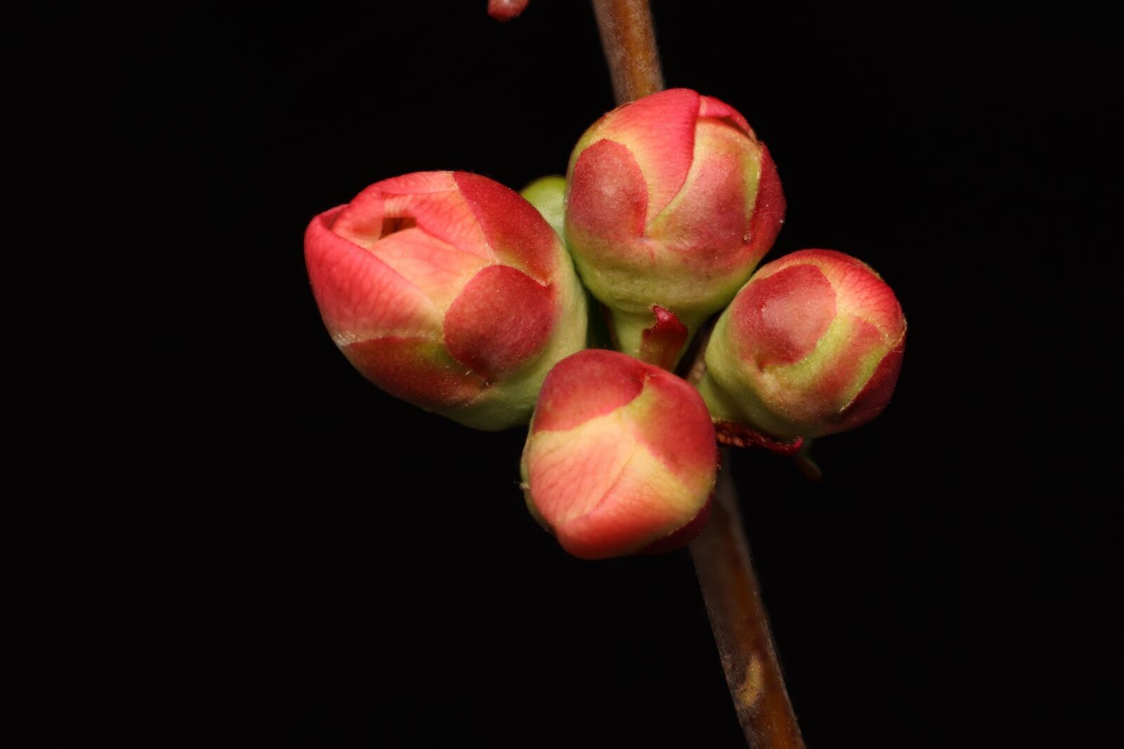 Canon EOS 77D (EOS 9000D / EOS 770D) sample photo. Macro, close up, nature photography