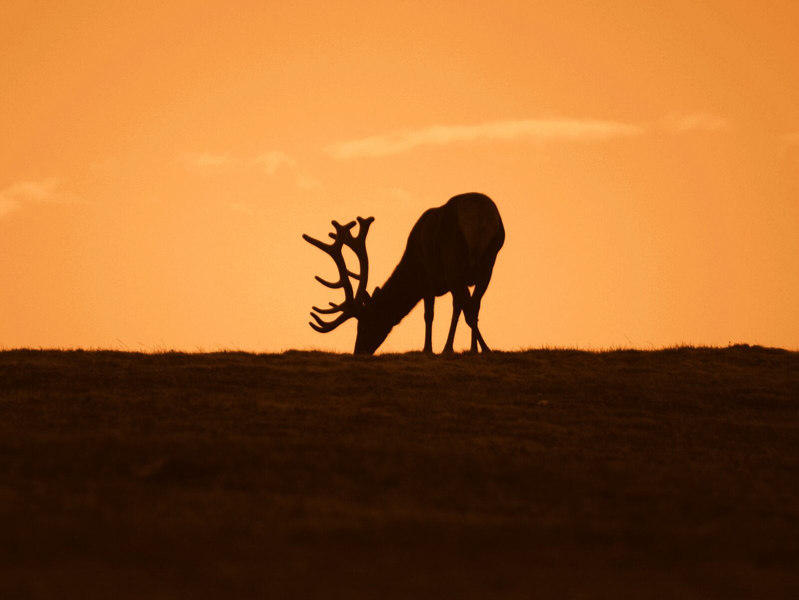 KONICA MINOLTA MAXXUM 5D sample photo. Deer, mountain, sunrise photography