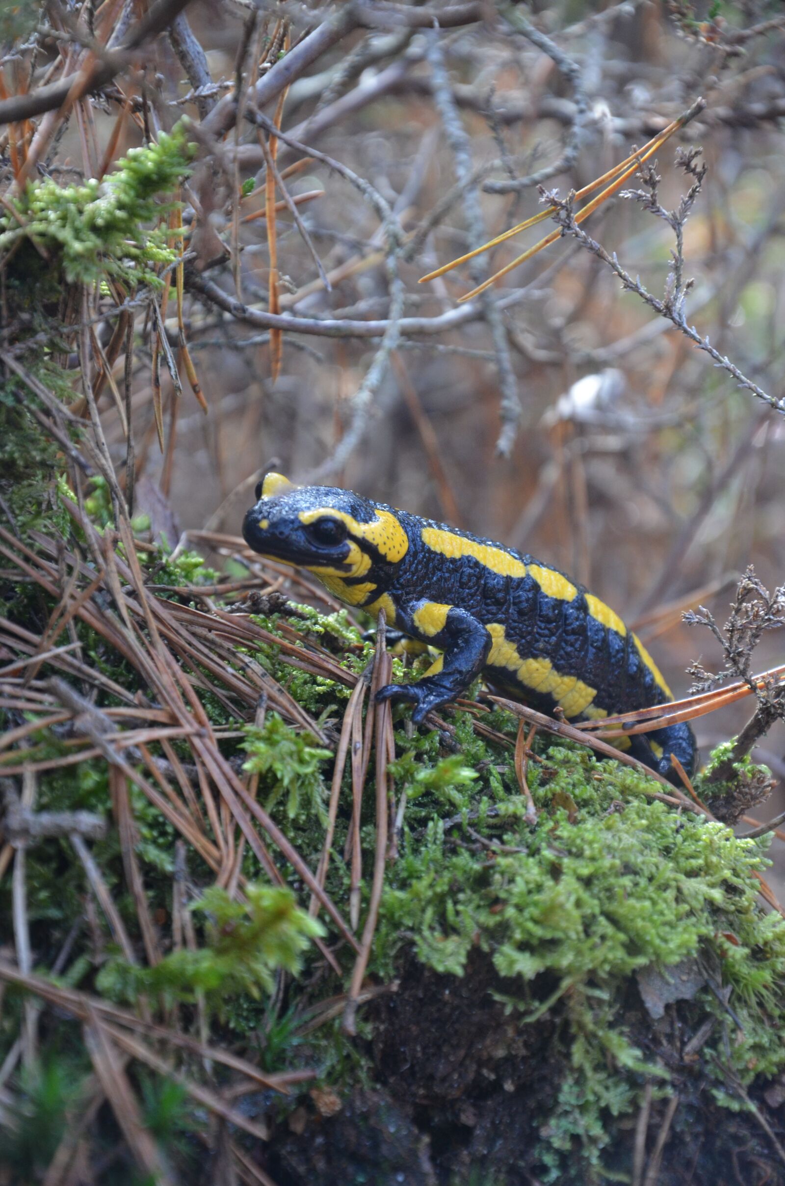 Nikon D5100 sample photo. Salamander, fire salamander, newt photography