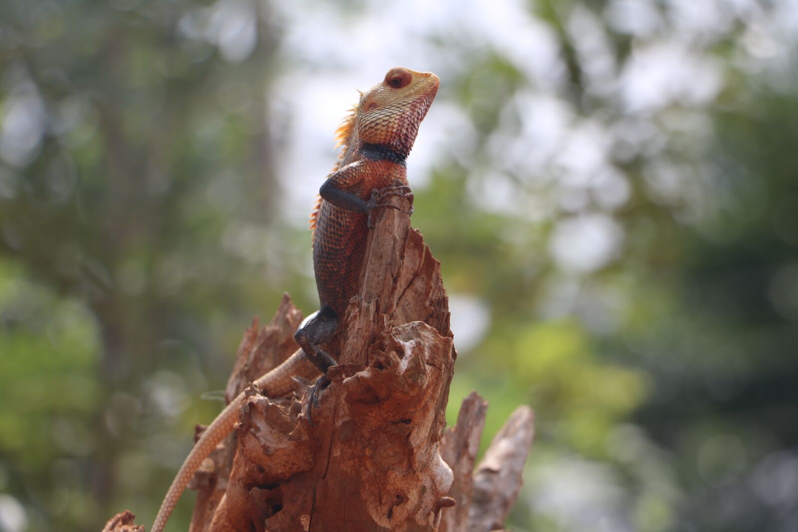 Canon EOS 750D (EOS Rebel T6i / EOS Kiss X8i) sample photo. Cam leon, root, sri photography