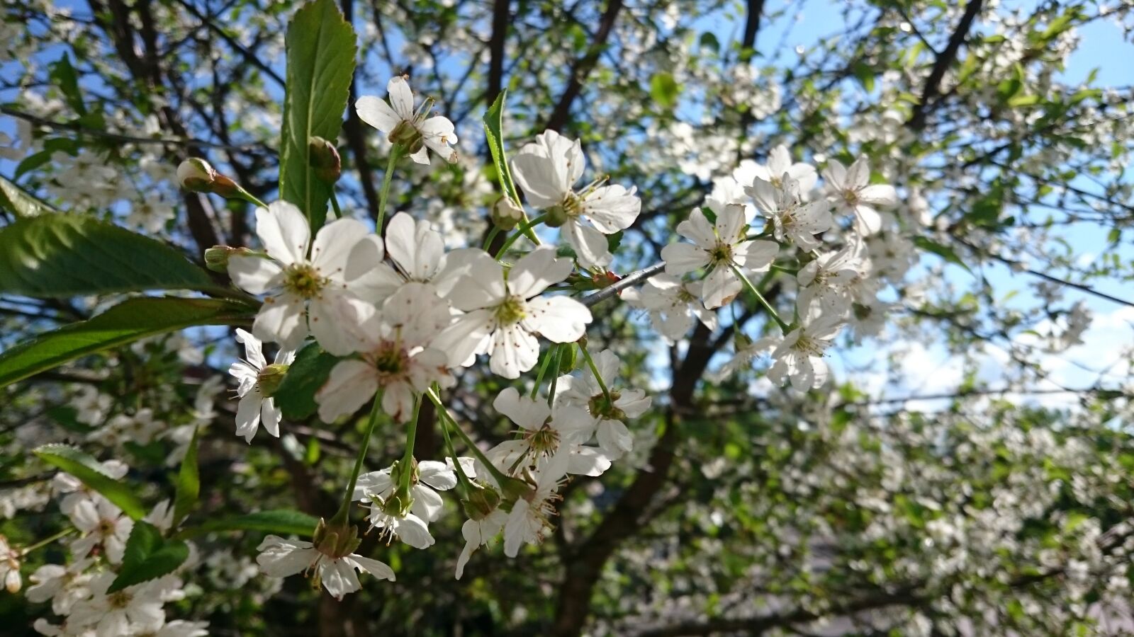 Sony Xperia Z3 sample photo. Tree, flower, branch photography