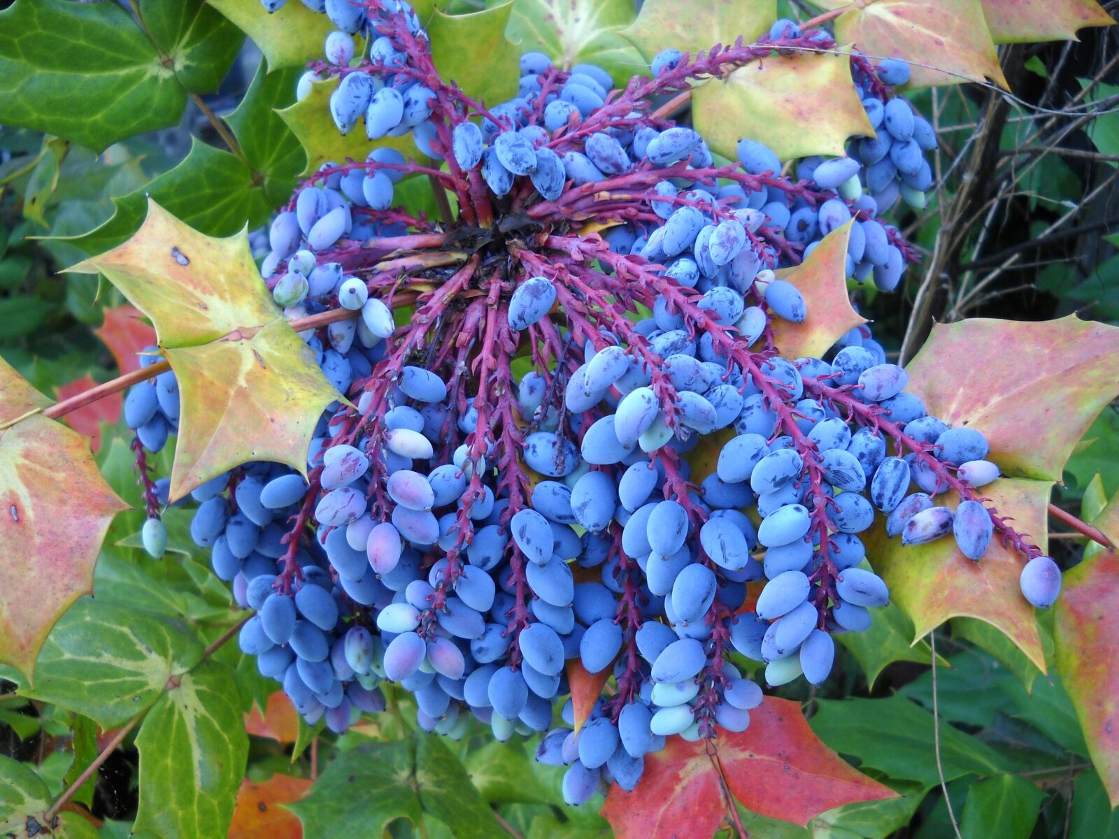 Nikon Coolpix L20 sample photo. Mahonia, berries, leather leaf photography