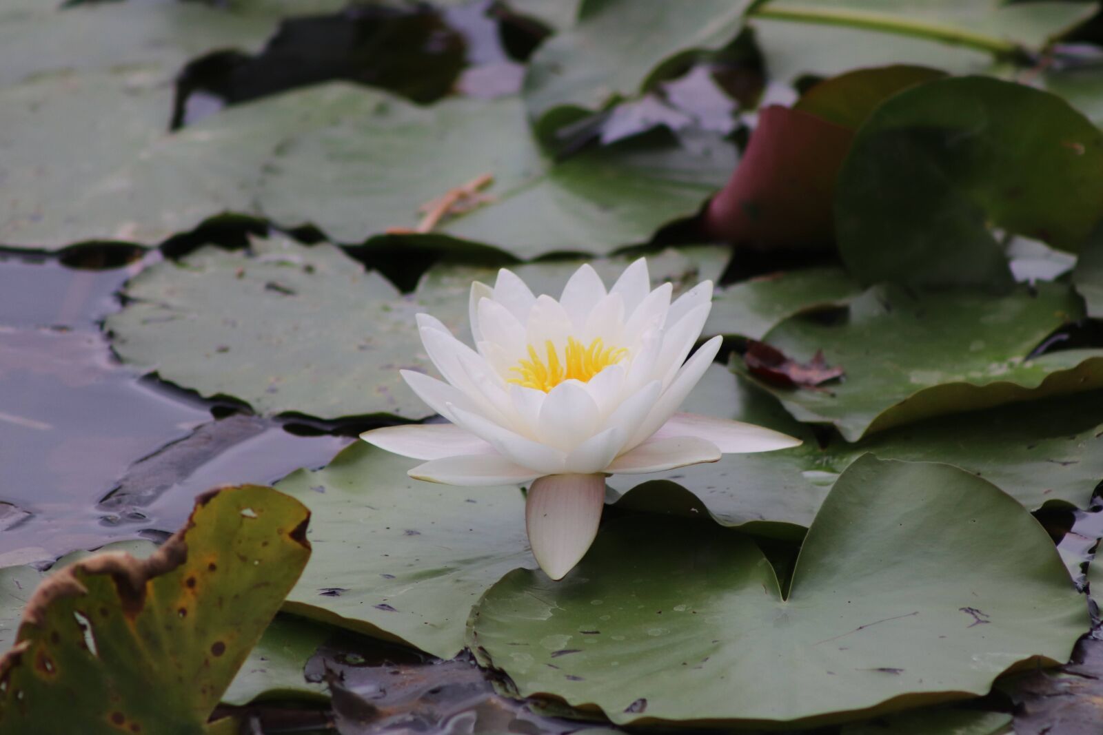Canon EOS 77D (EOS 9000D / EOS 770D) + EF75-300mm f/4-5.6 sample photo. Plant, water lily, flowering photography