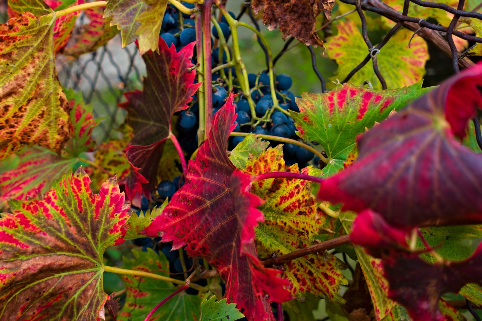 Sony DSC-RX100M5A sample photo. Vine, red, purple photography