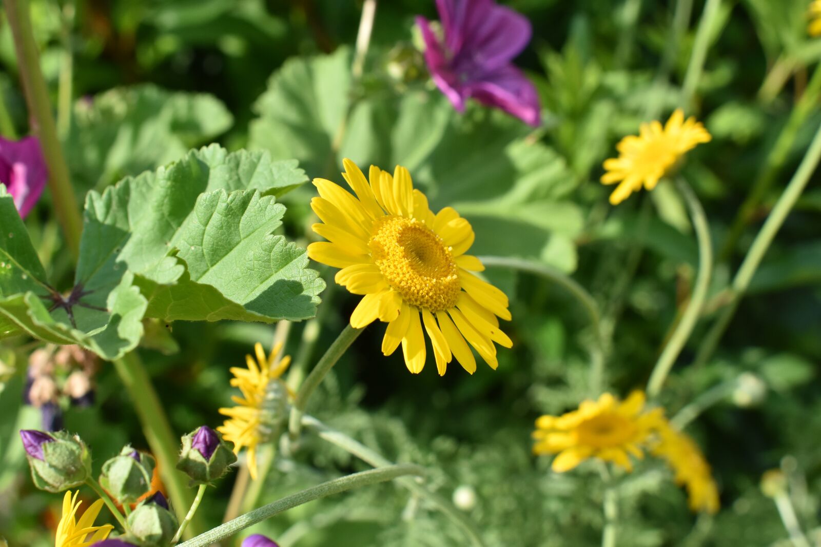 Nikon D3400 sample photo. Flower meadow, summer, garden photography