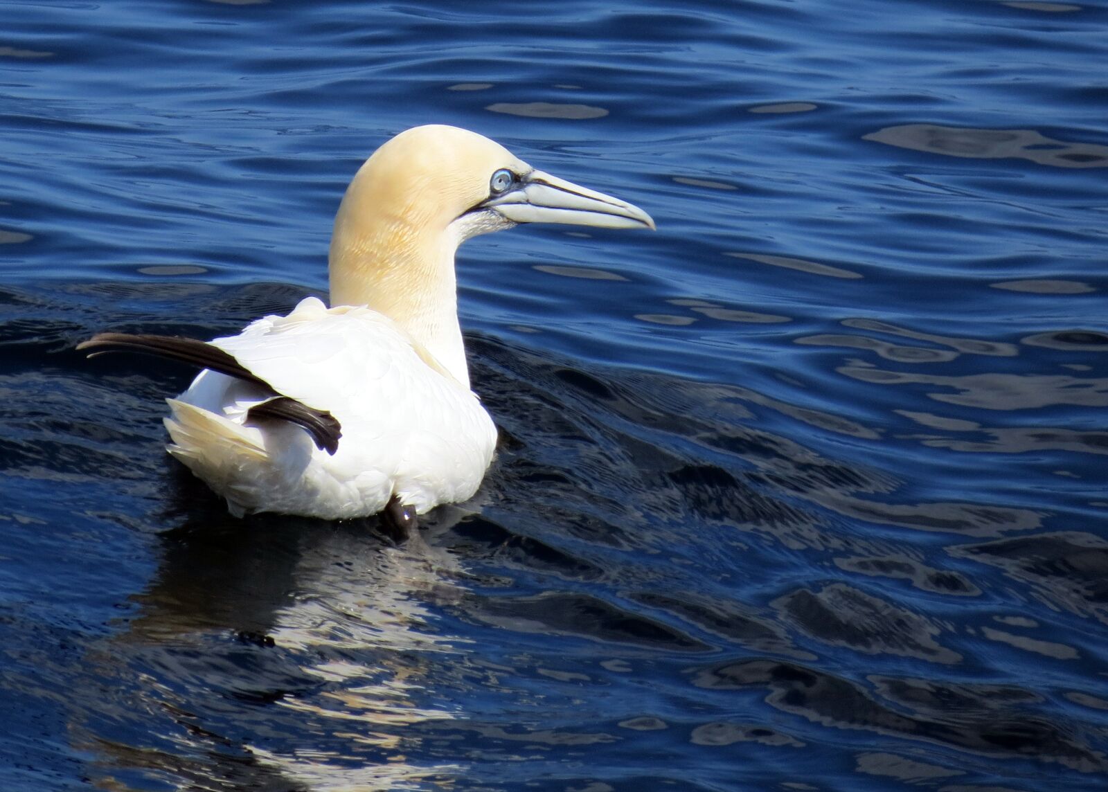 Canon PowerShot SX40 HS sample photo. British, wildlife, nature photography