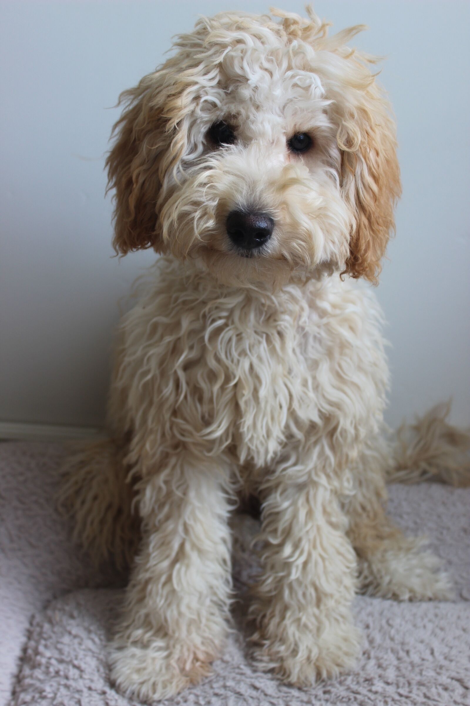 Canon EOS 600D (Rebel EOS T3i / EOS Kiss X5) sample photo. Labradoodle, dog, puppy photography