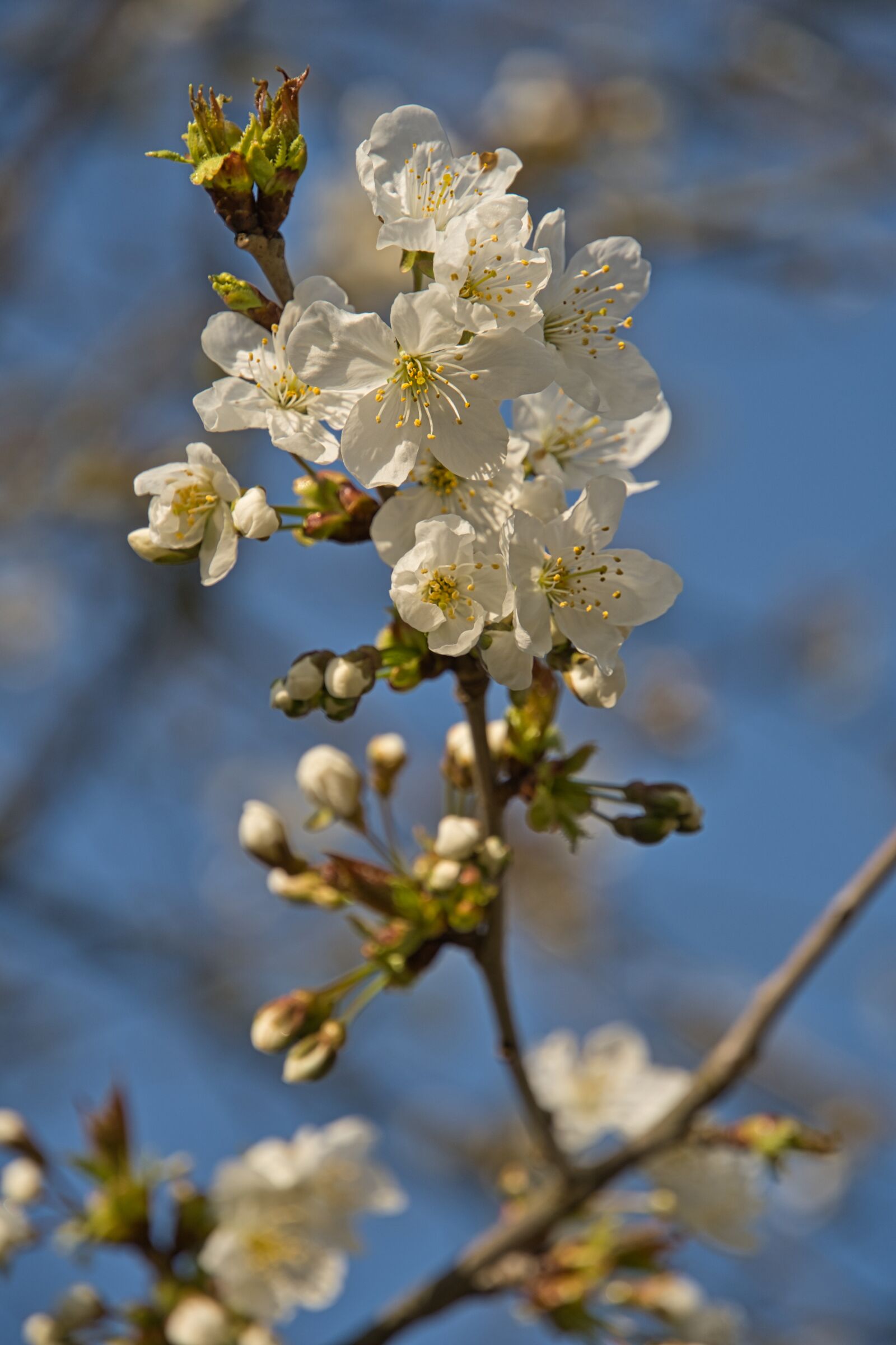 Sony a6400 sample photo. Flowers, bush, spring photography