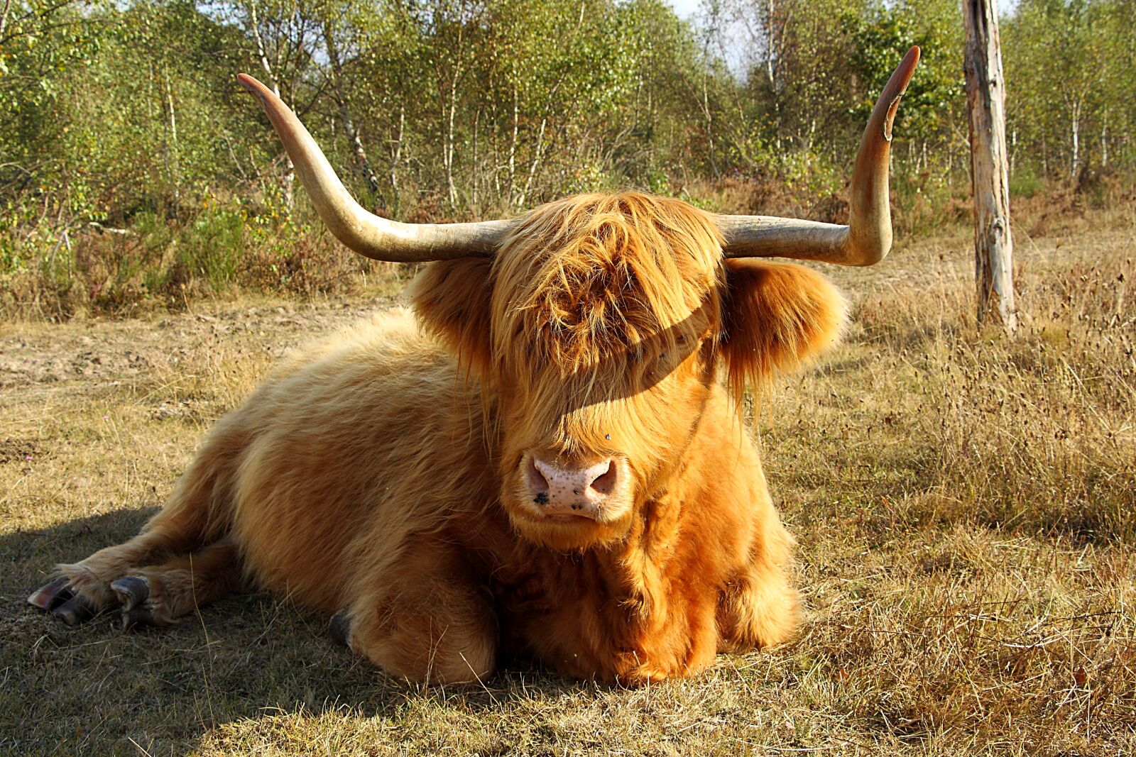 Canon EOS 450D (EOS Rebel XSi / EOS Kiss X2) sample photo. Highland beef, cow, beef photography