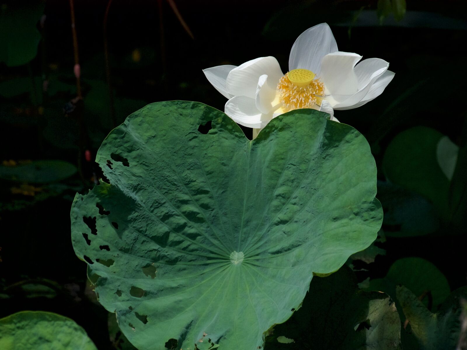 Panasonic Lumix DMC-GX85 (Lumix DMC-GX80 / Lumix DMC-GX7 Mark II) sample photo. Lotus, lotus white, bua photography