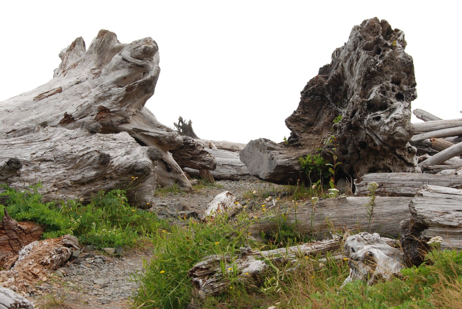 Nikon D80 sample photo. Tree, driftwood, root photography