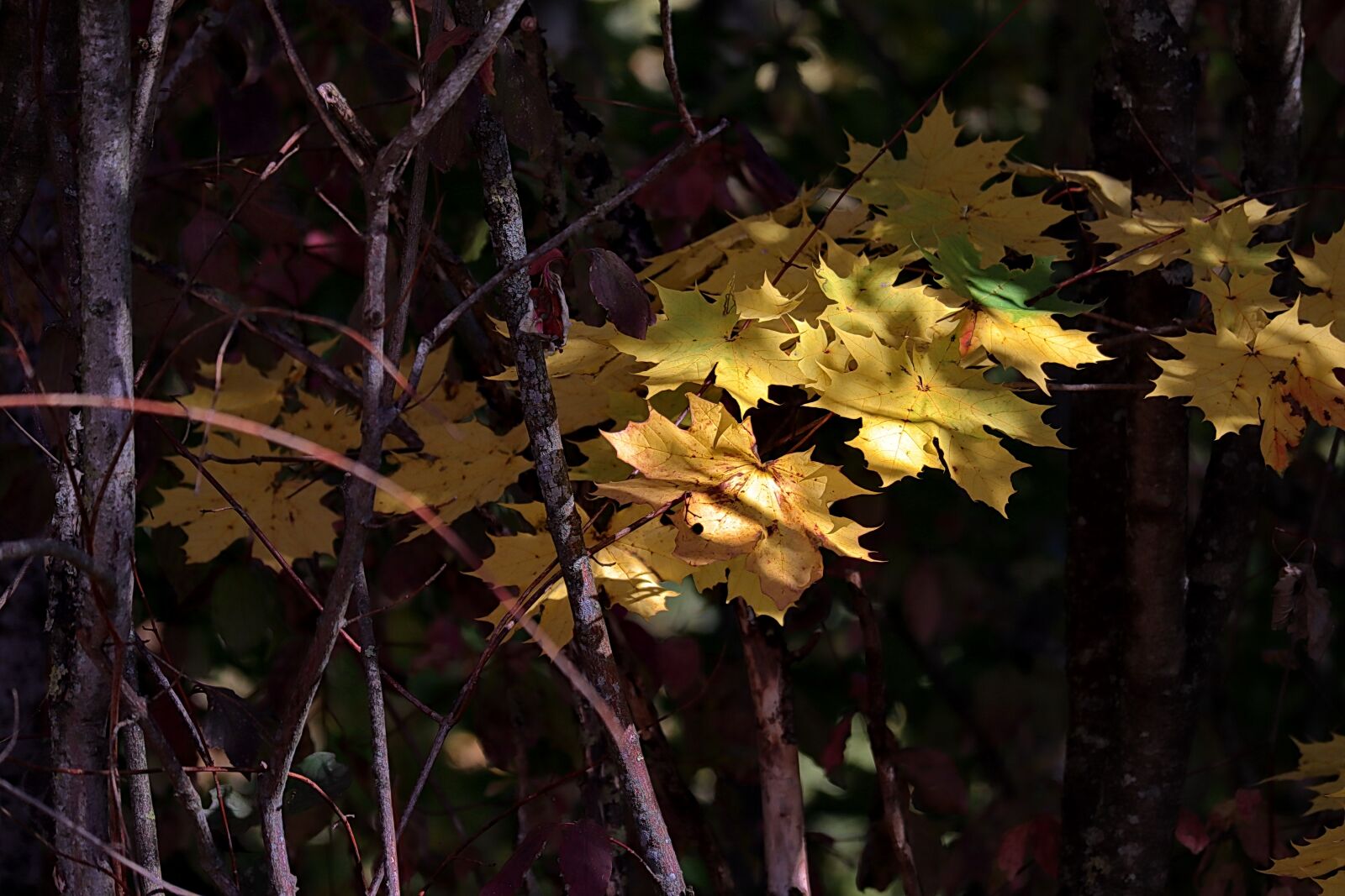 Canon EOS M50 (EOS Kiss M) sample photo. Maple, autumn, leaves photography