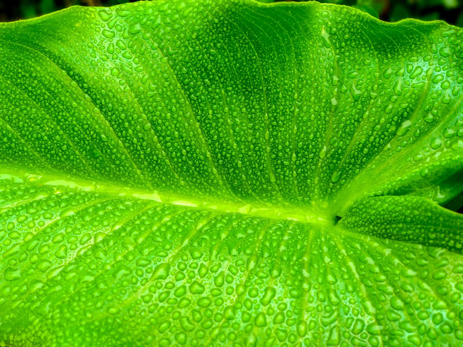 Xiaomi Mi A1 sample photo. Leaf, green, plant photography