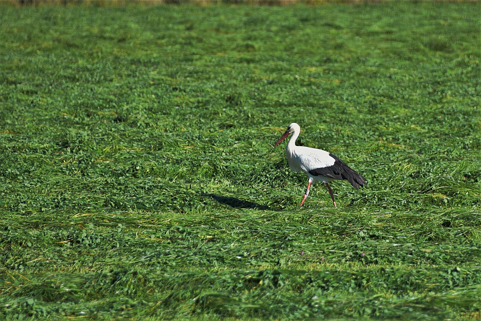 Nikon D750 sample photo. Stork, bird, white stork photography