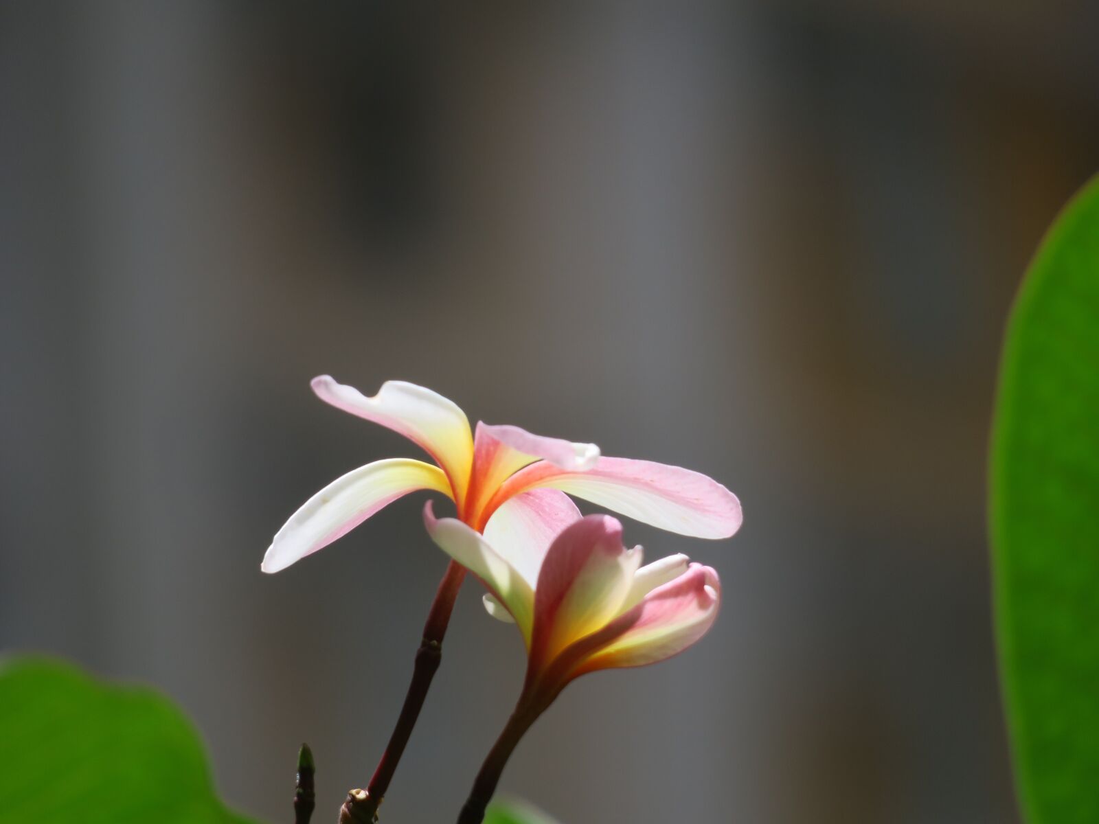 Canon PowerShot G3 X sample photo. Flower, nature, plant photography